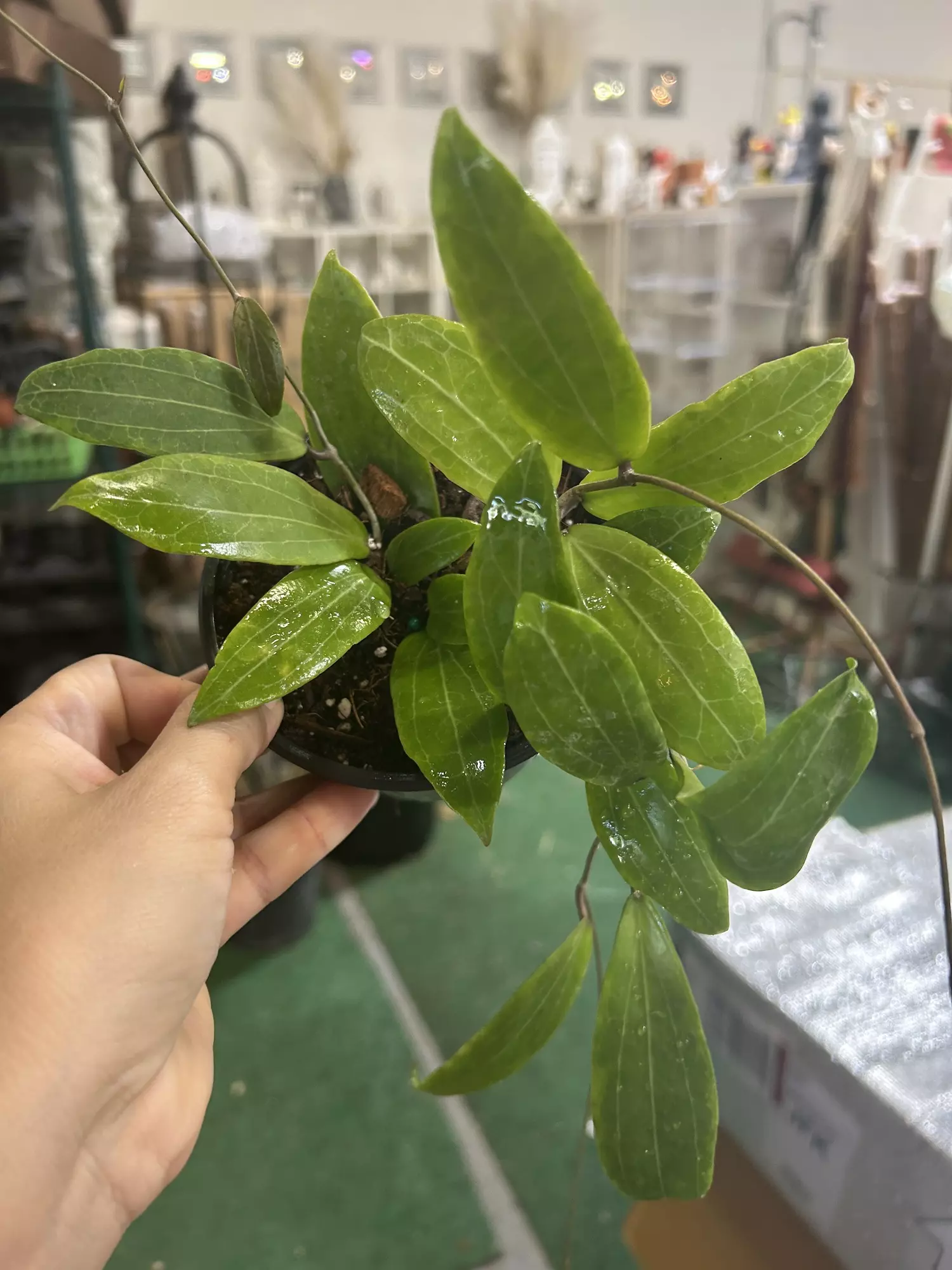 plant/Hoya ilagorium 4”-0