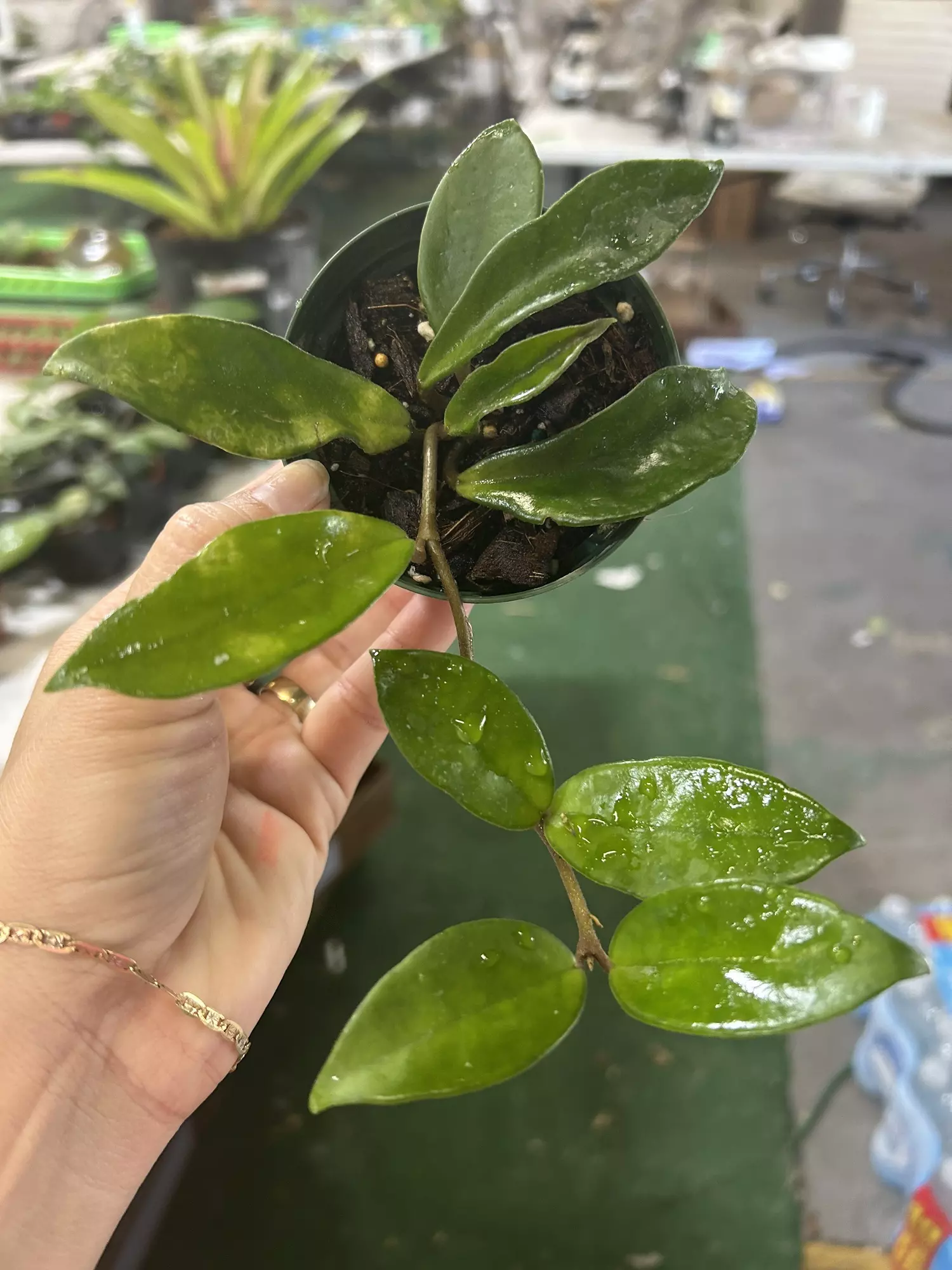 plant/Hoya carnosa 4”-0