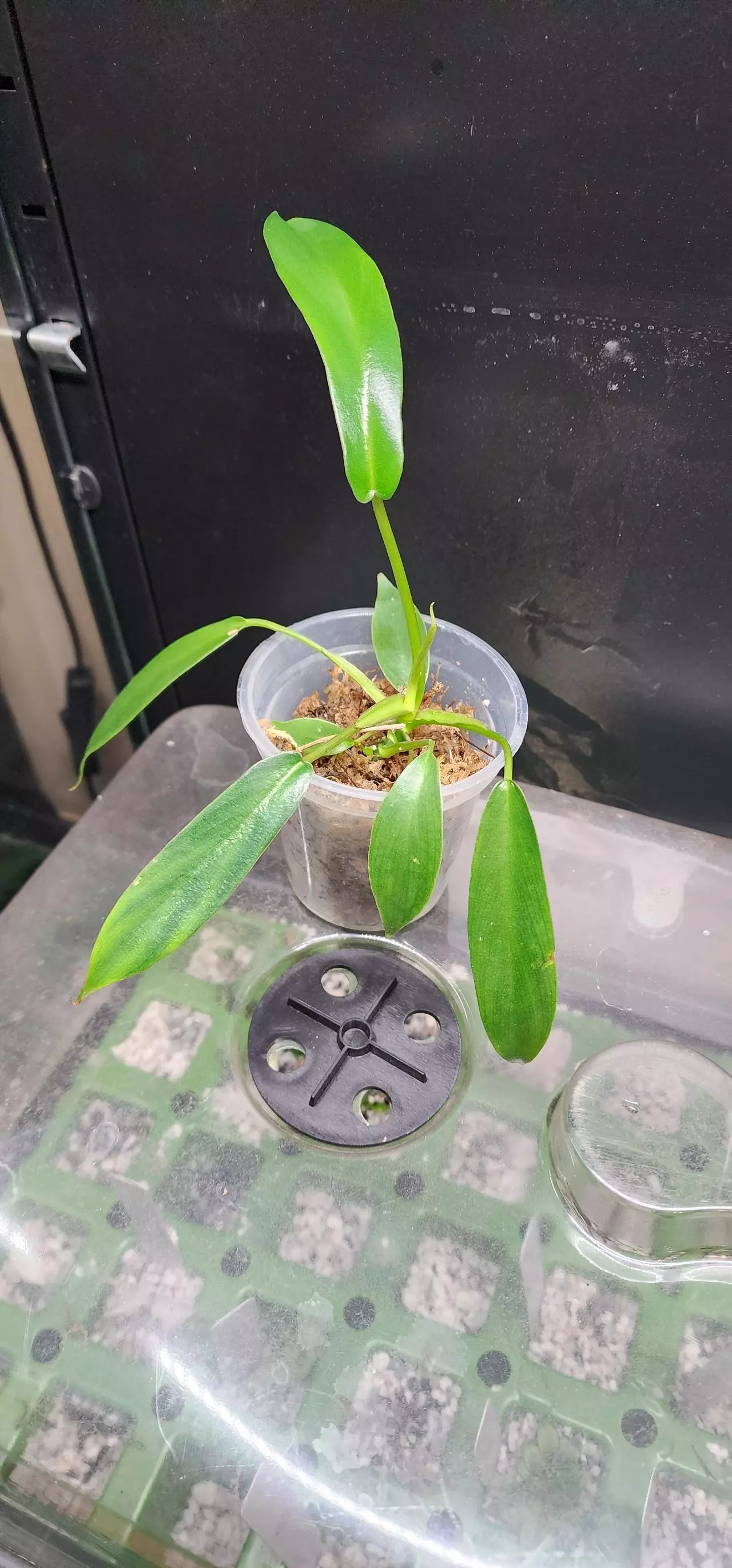 plant/Possible low var joepii-0