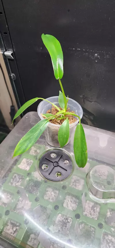 plant/Possible low var joepii-0-thumbnail