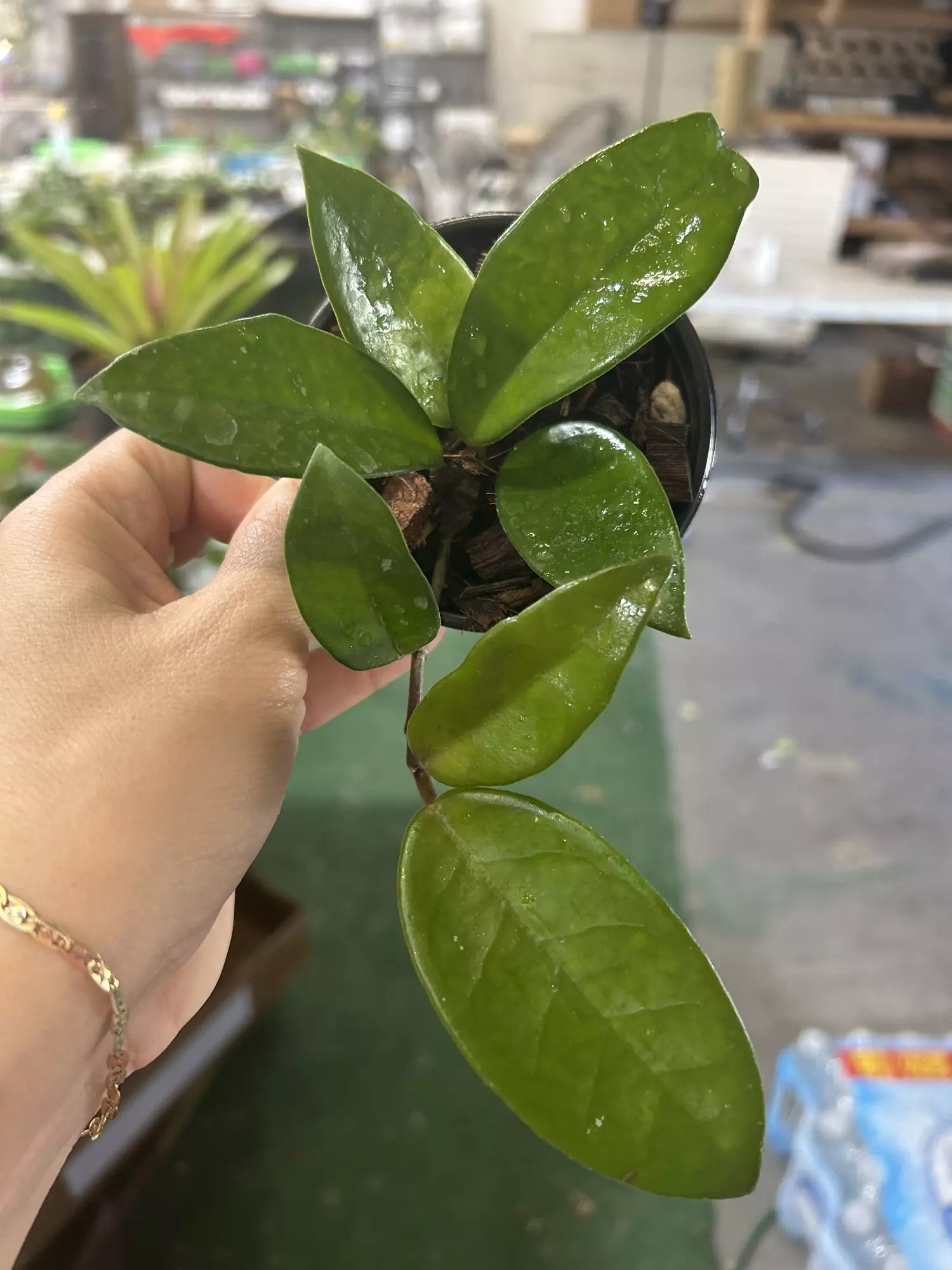 plant/Hoya carnosa 4”-0