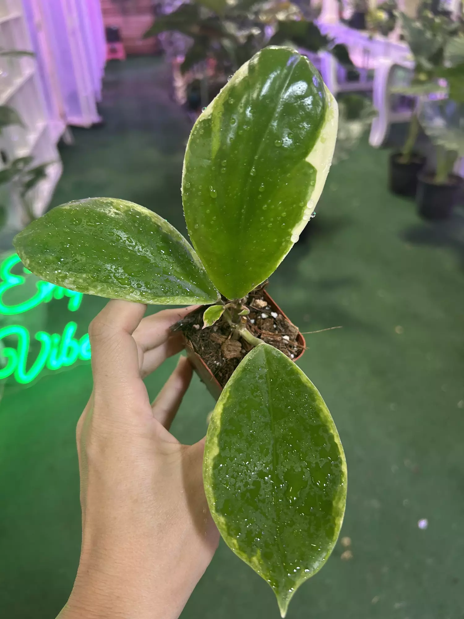 plant/Hoya guangai albo 3”-0