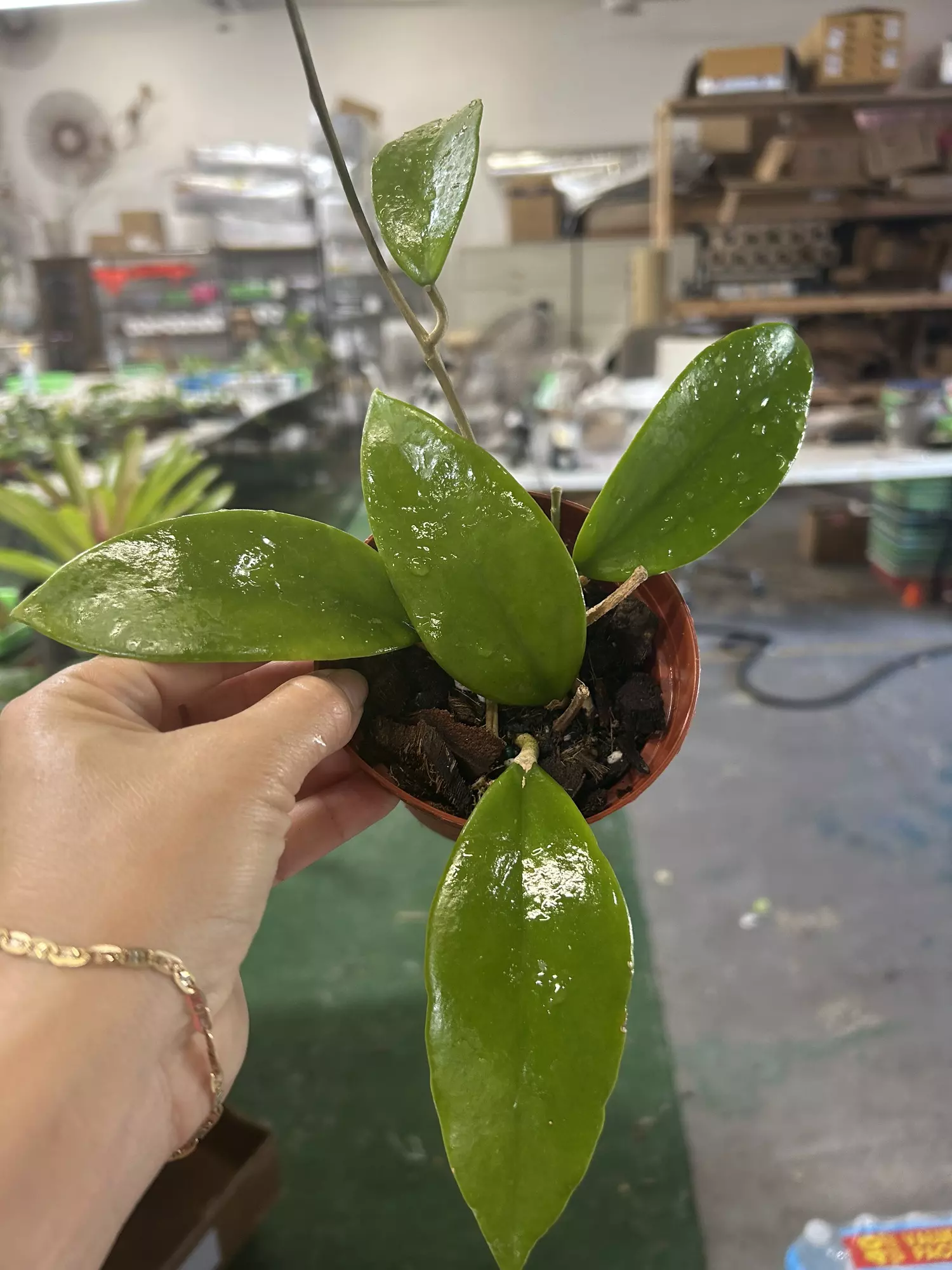 plant/Hoya sp 4”-0