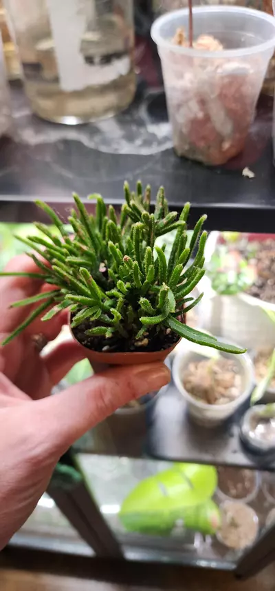 plant/Mistletoe Cactus or Coral Cactus, Rhipsalis-0-thumbnail