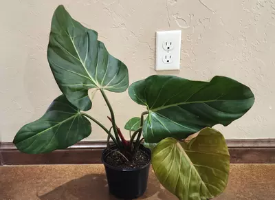 plant/Mature philo summer glory -0-thumbnail