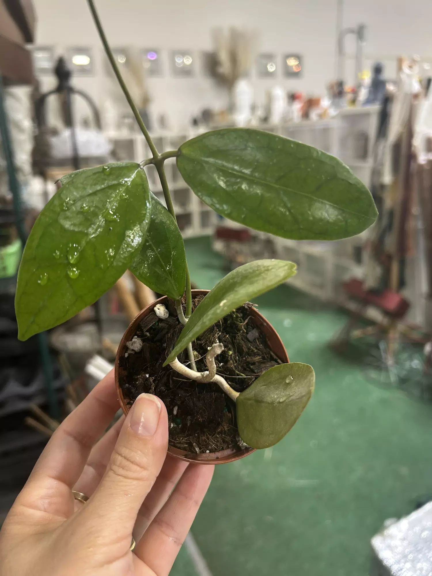 plant/Hoya sp 4”-0