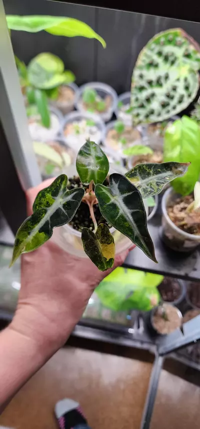 plant/Bambino aurea-0-thumbnail