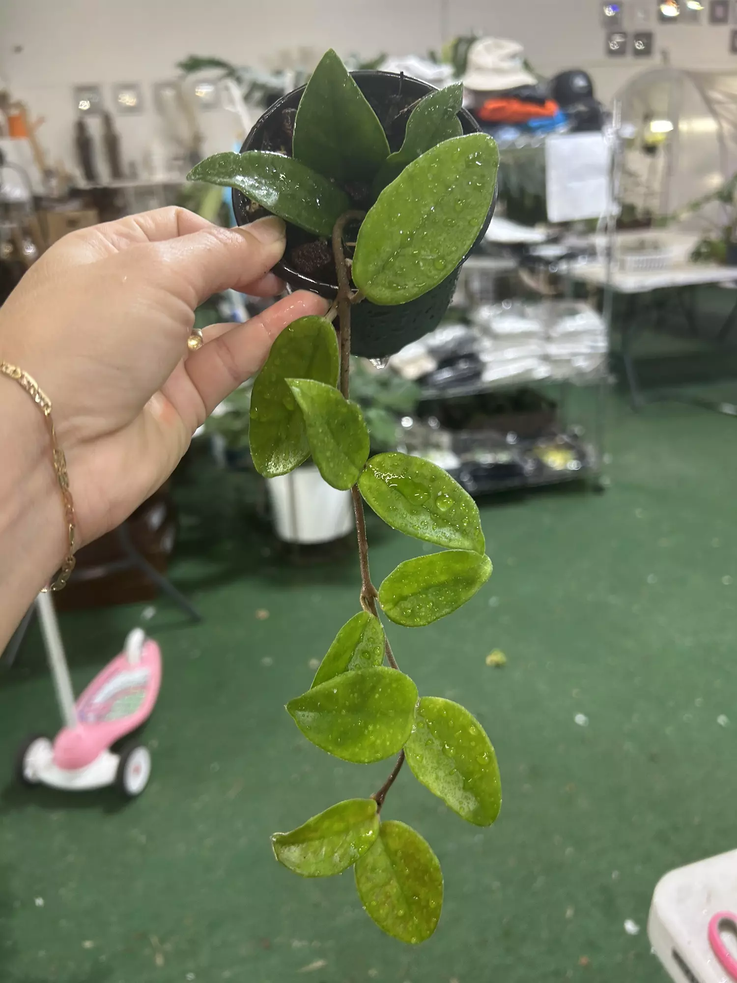 plant/Hoya carnosa jade 4”-0