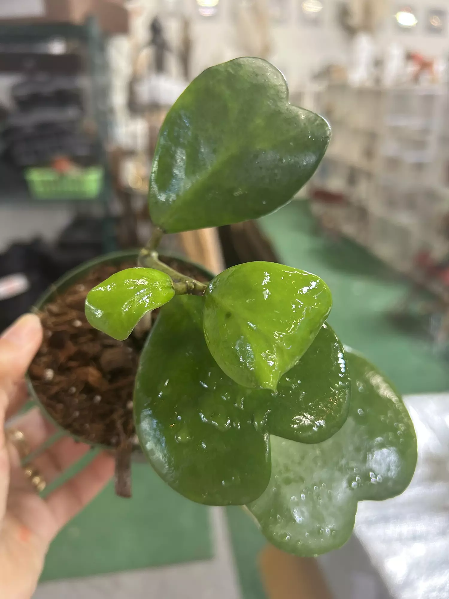 plant/Hoya Kerri 4”-0