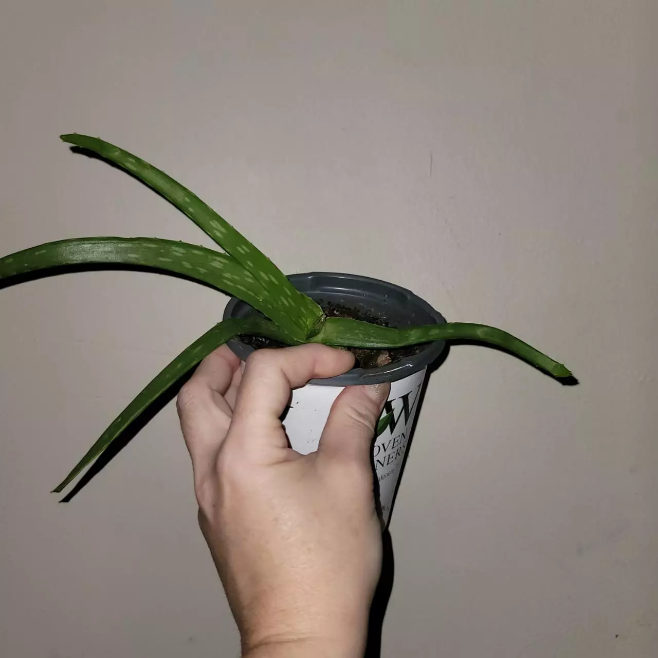 plant/Aloe Plant 6 inch -0