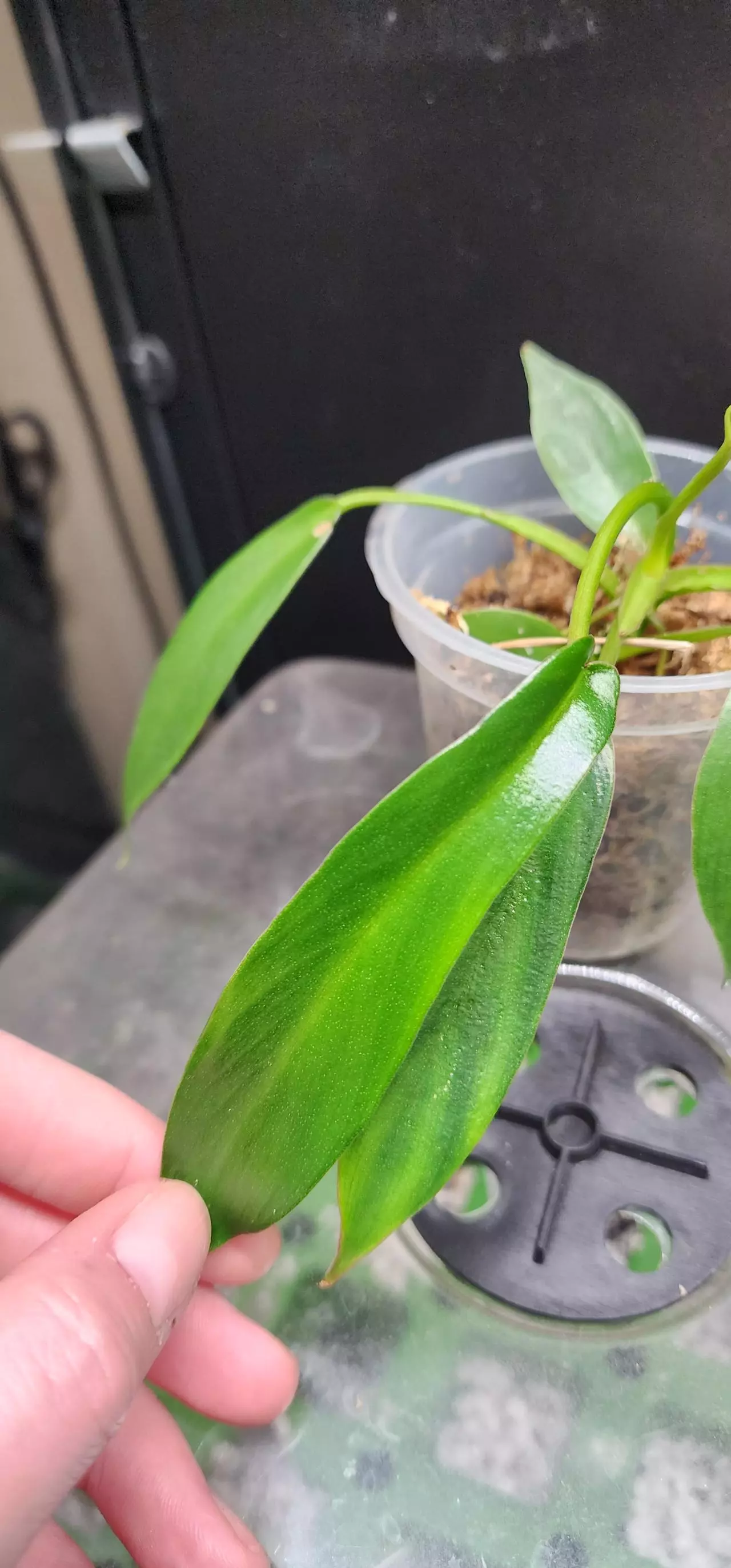 plant/Possible low var joepii-1