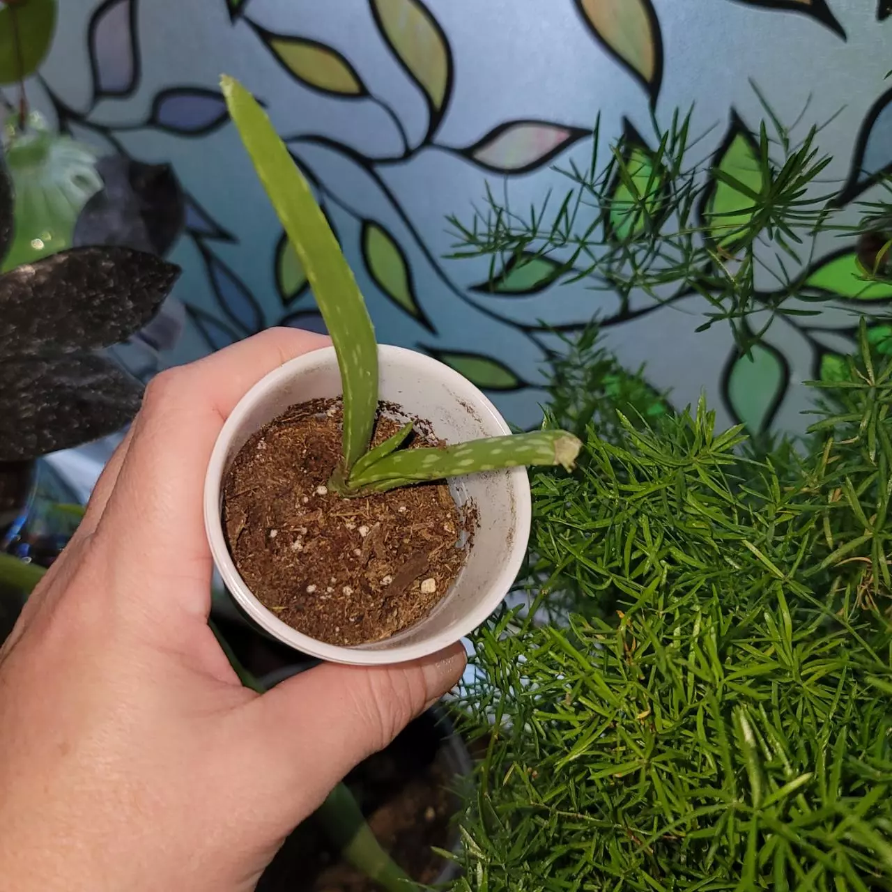 plant/Aloe start of GC-1