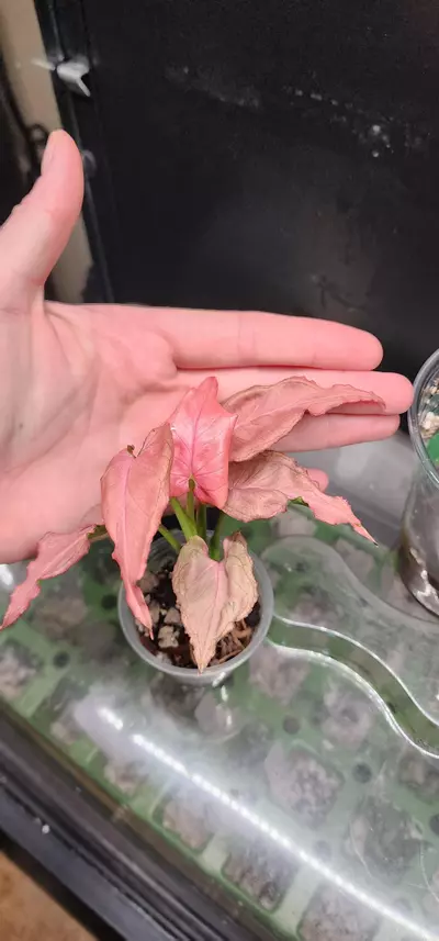 plant/Syngonium pink perfection mutation-0-thumbnail