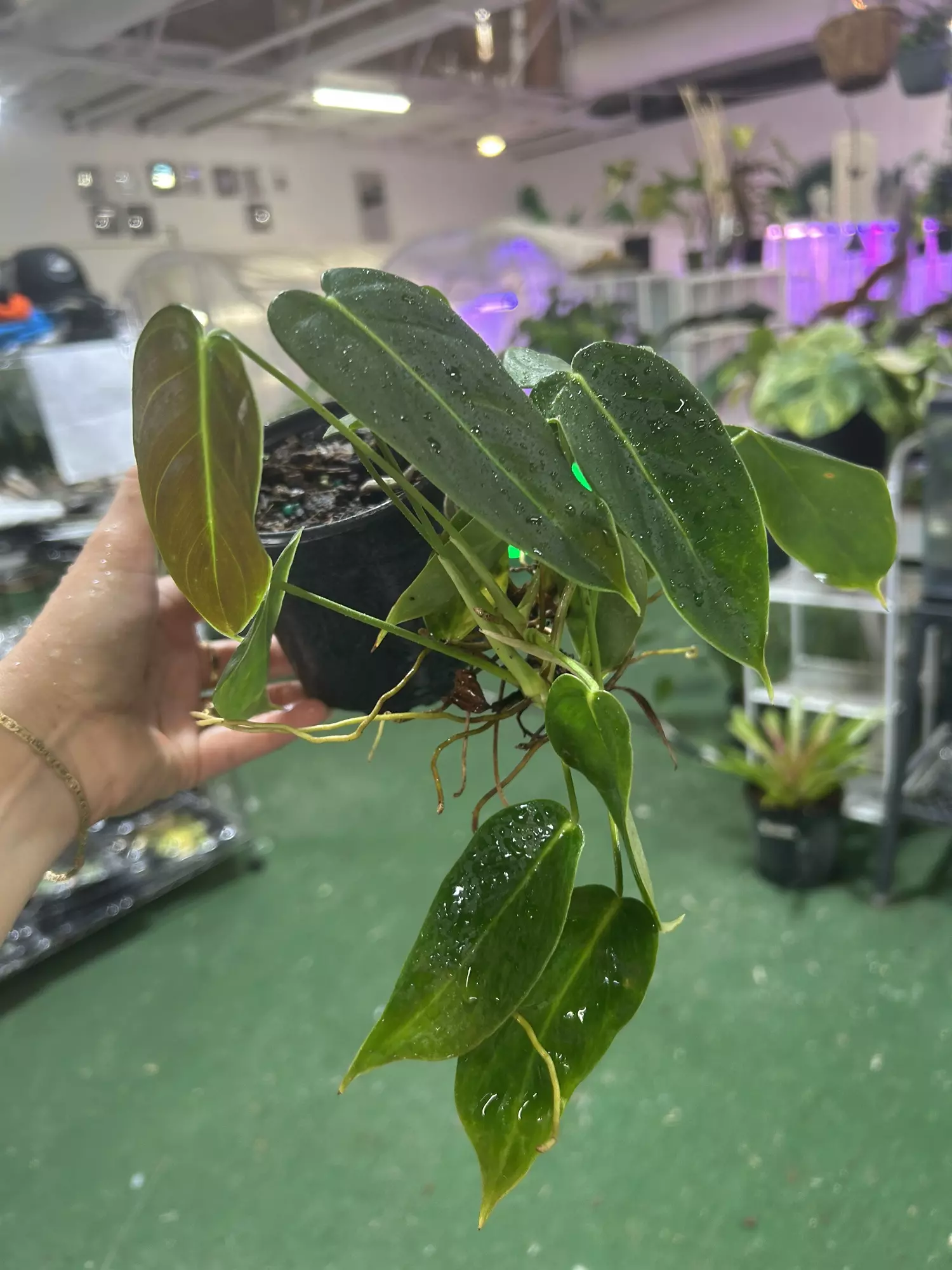 plant/Philodendron smaralsense 4”-0