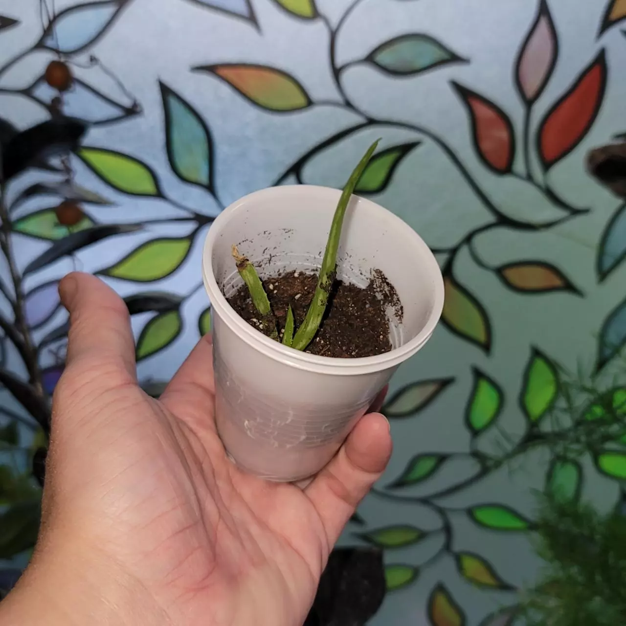 plant/Aloe start of GC-0