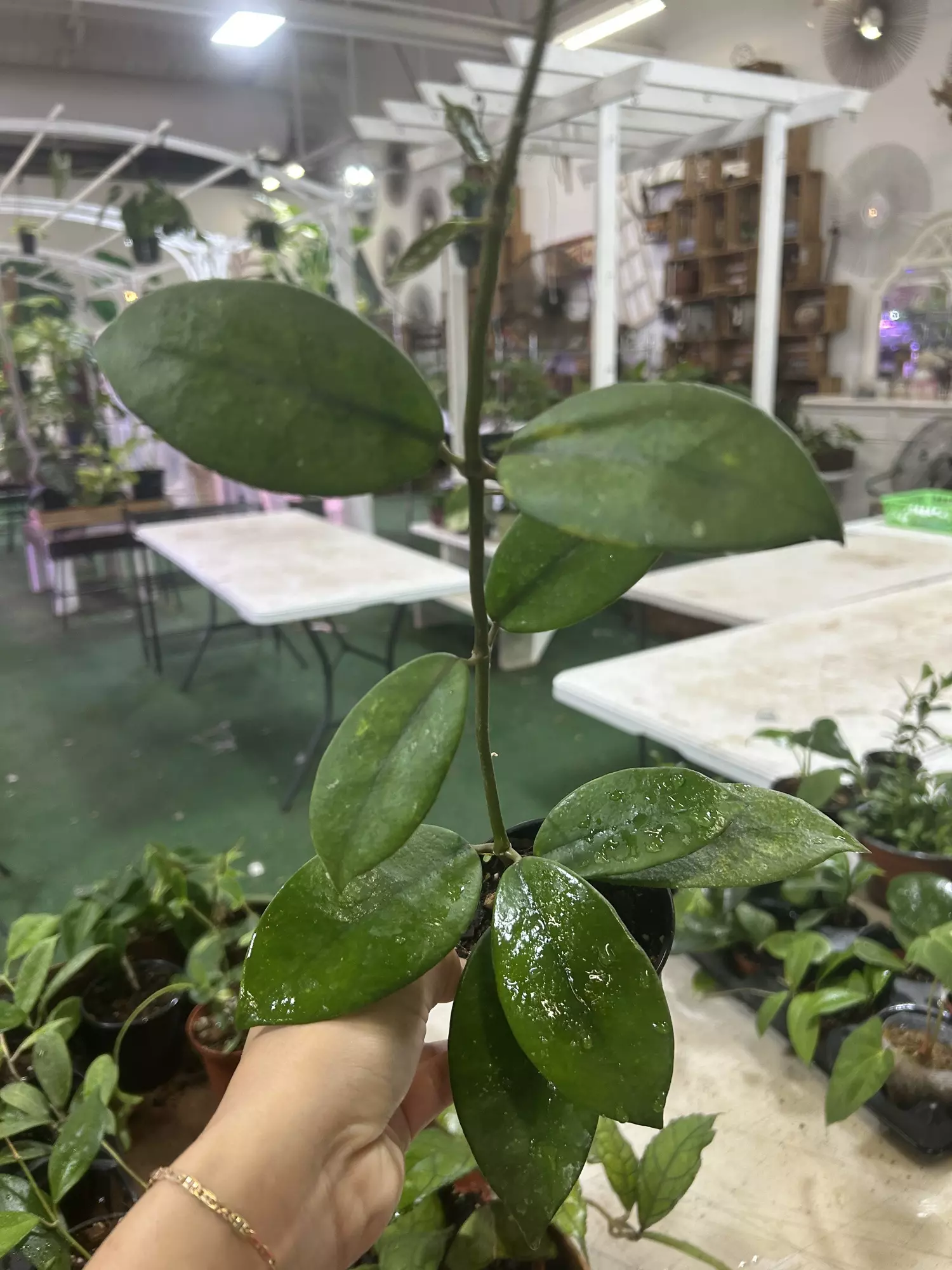 plant/Hoya diversifolia 4”-0