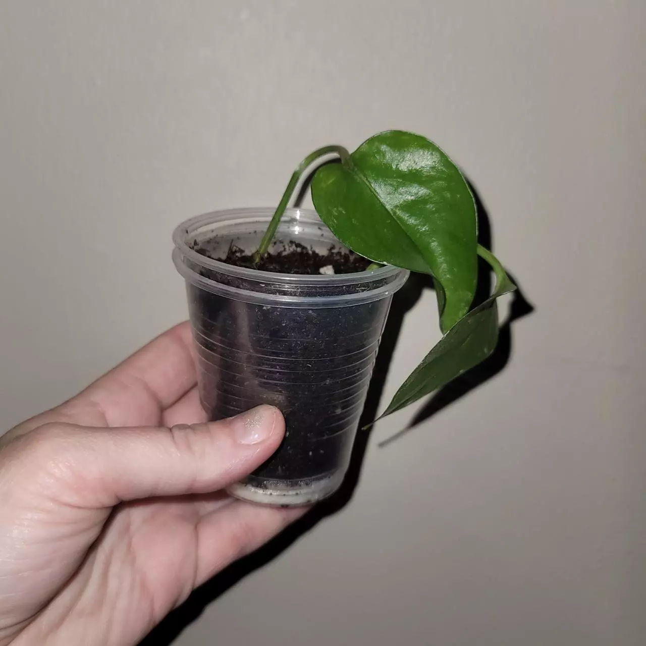 plant/Golden Pothos start-0