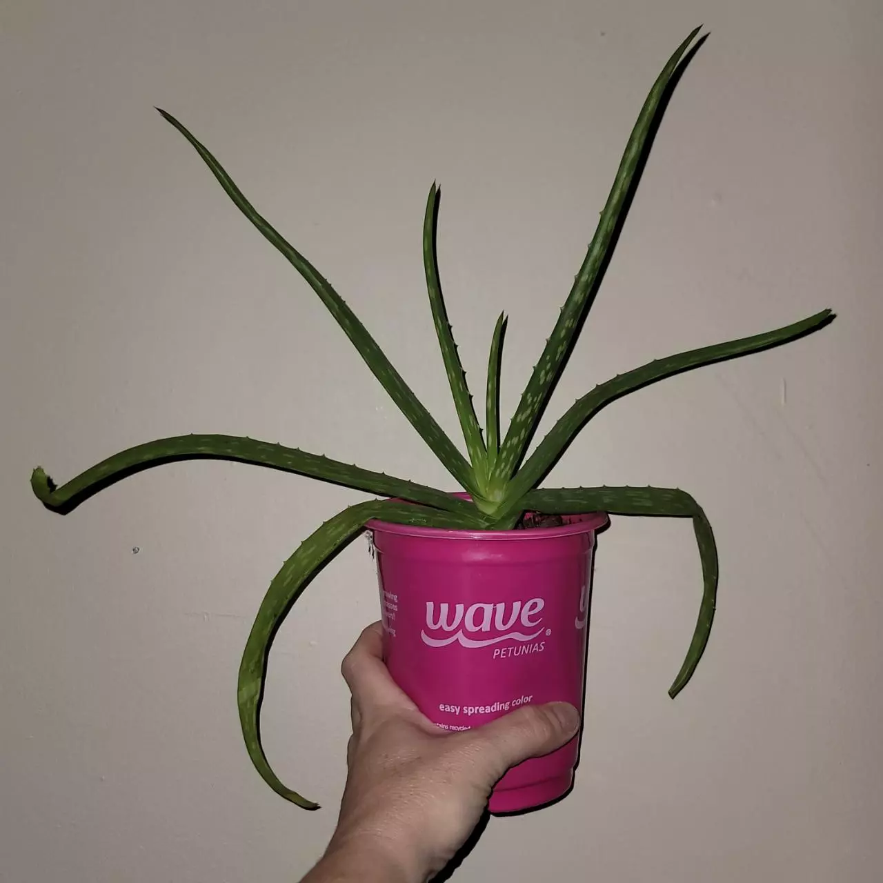 plant/Aloe Plant 6 inch -0