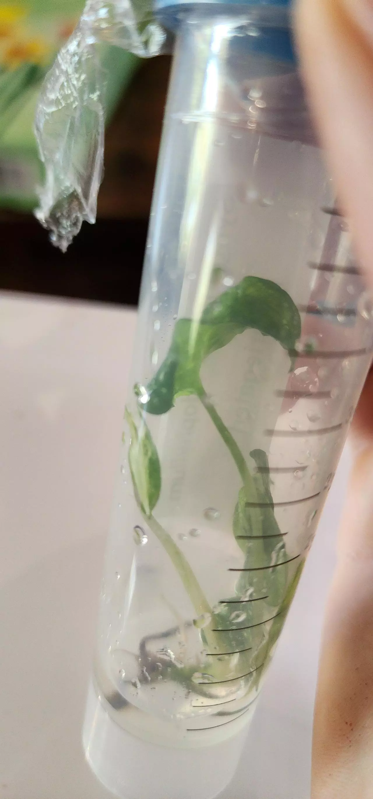 plant/#50 syngonium albo-0