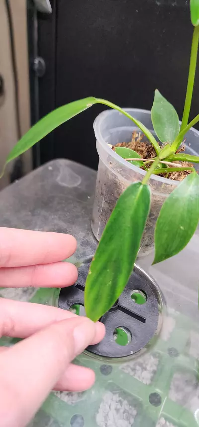 plant/Possible low var joepii-2-thumbnail