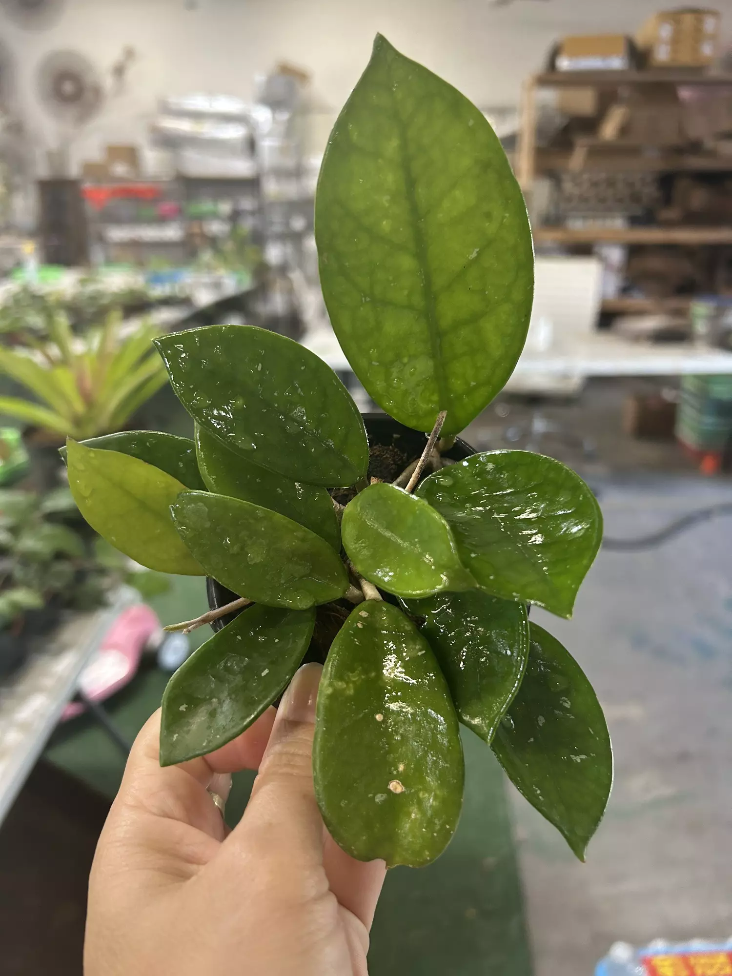 plant/Hoya carnosa 4”-0