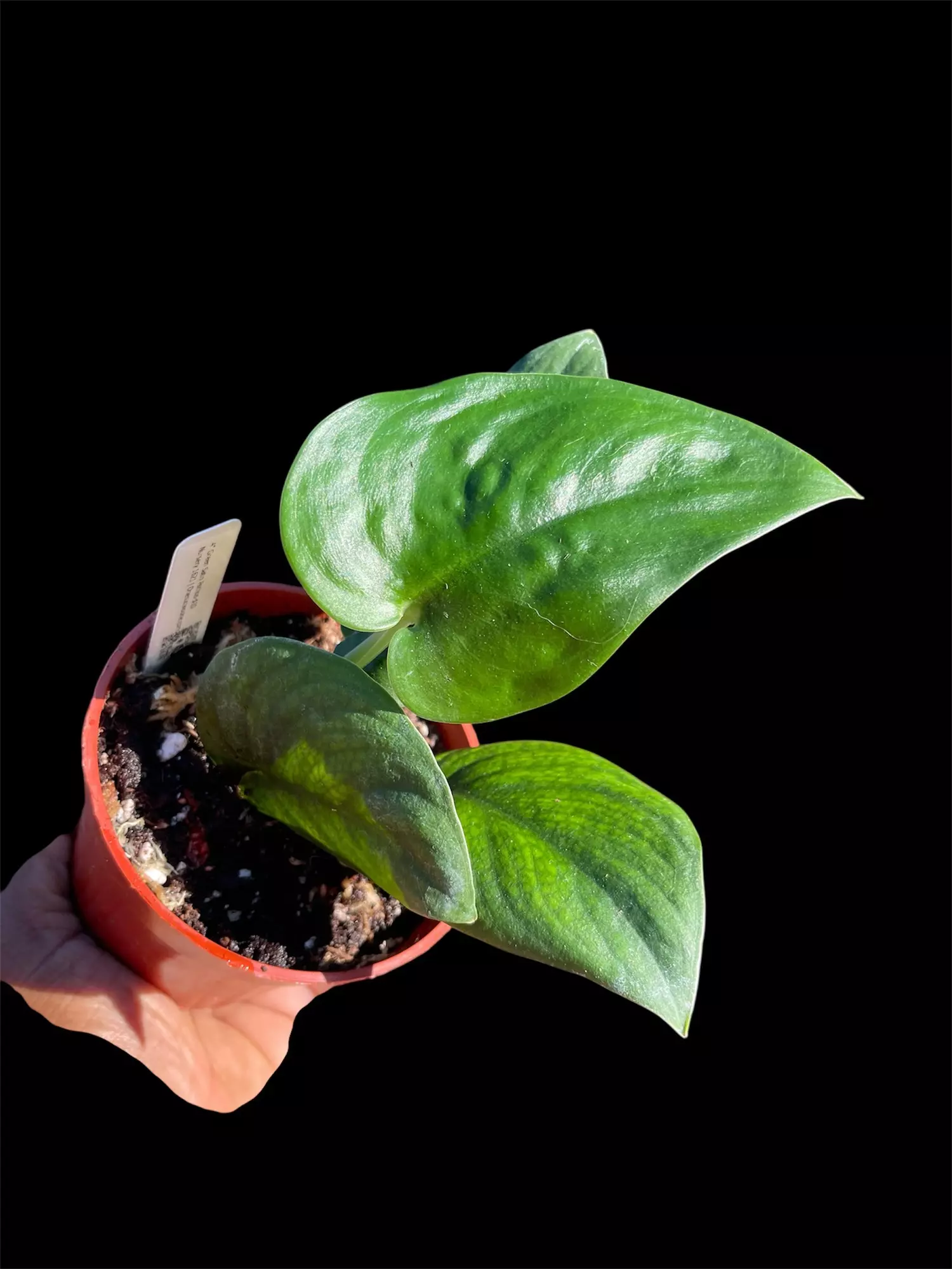 plant/Scindapsus Satin Jade 4”-0
