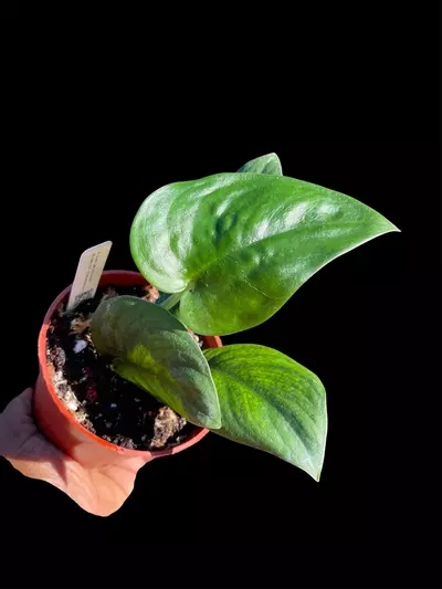 plant/Scindapsus Satin Jade 4”-0-thumbnail