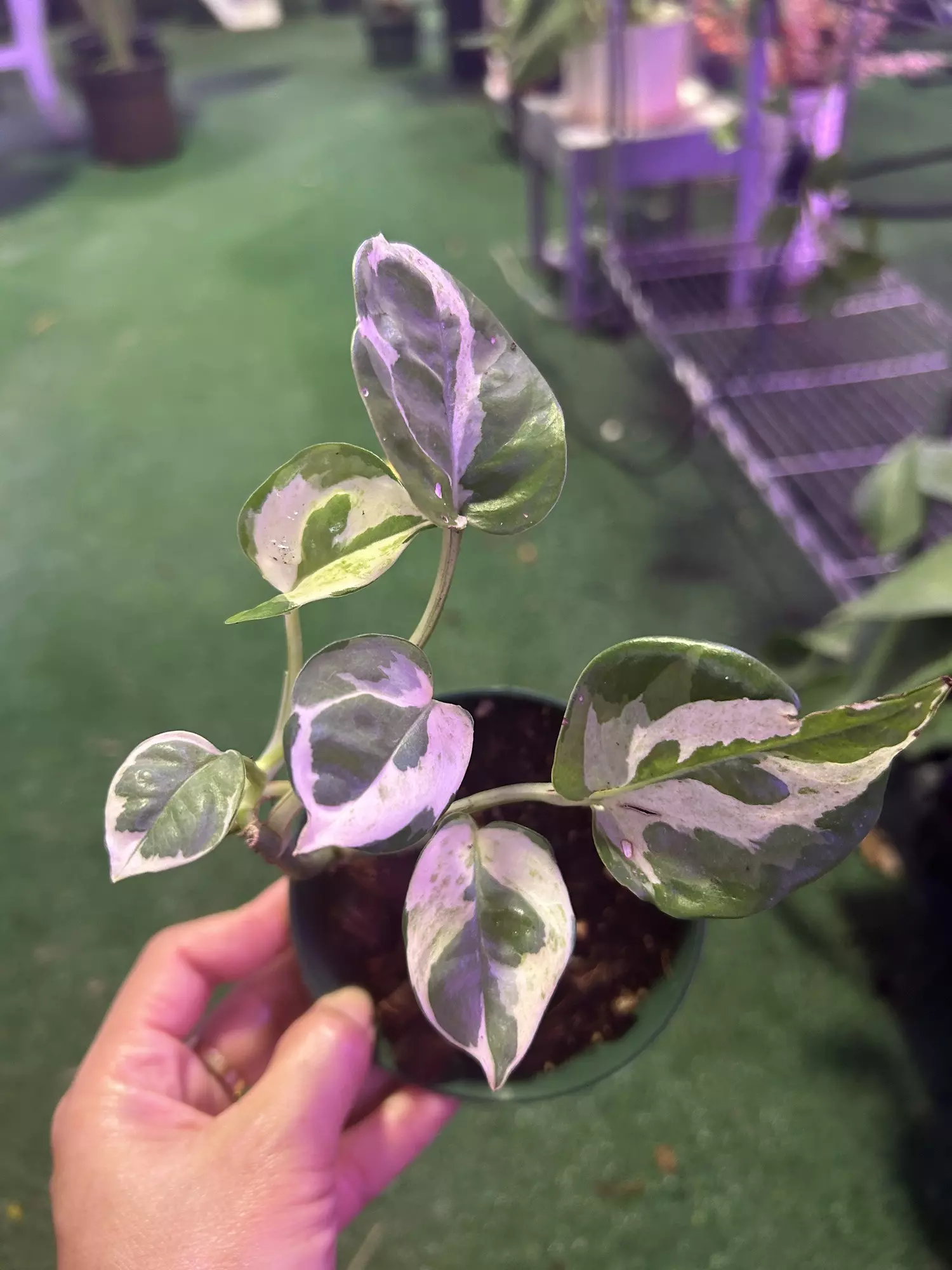 plant/Pothos njoy 4”-0