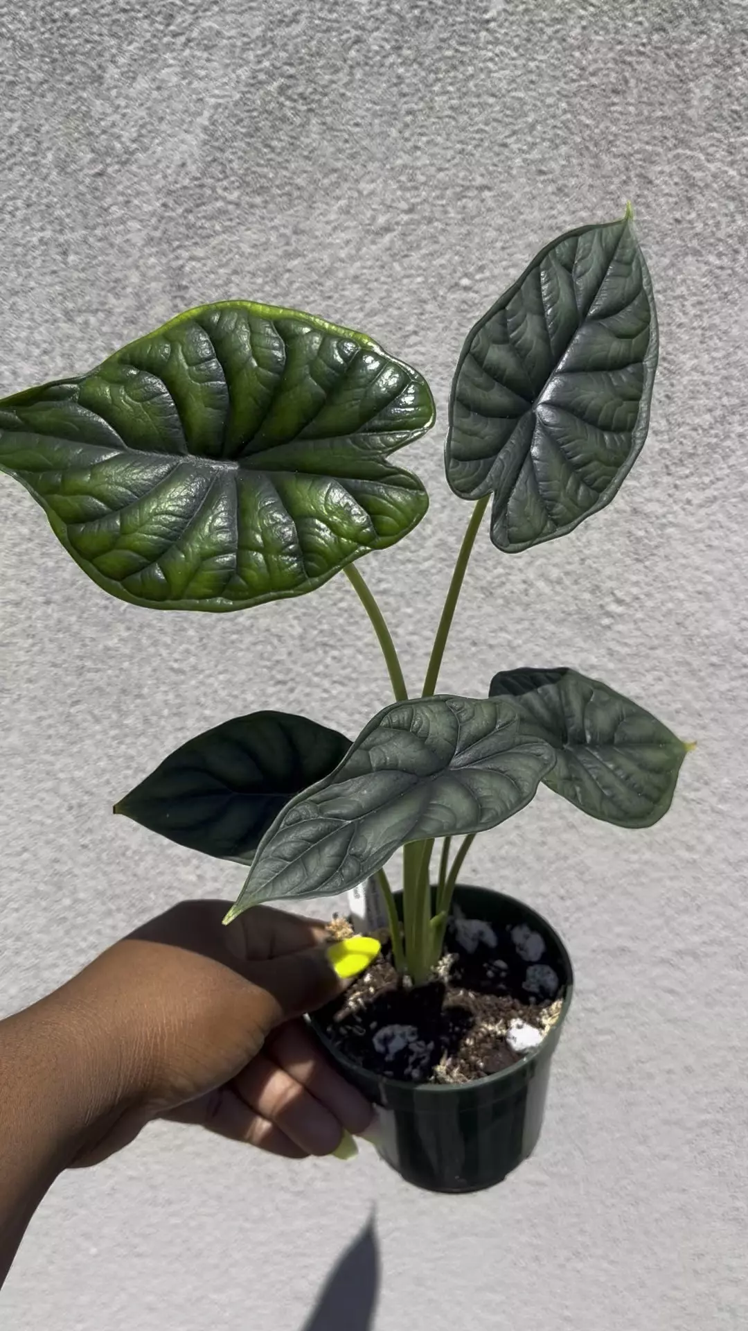 plant/Alocasia Sinuata 4”-0