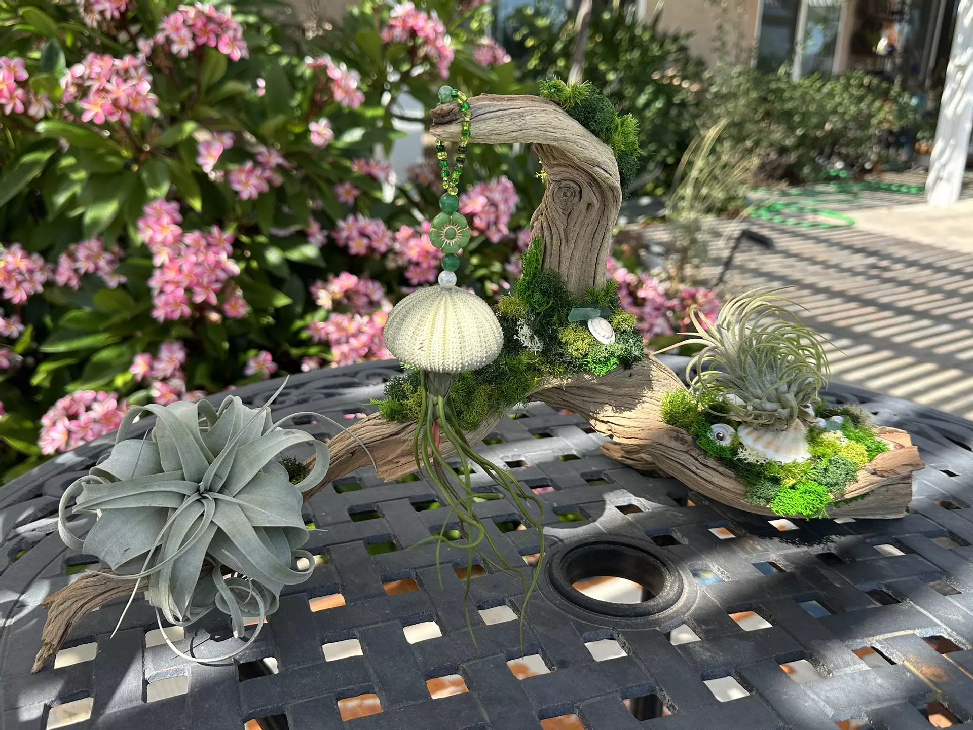 plant/jellyfish manzanita display-0