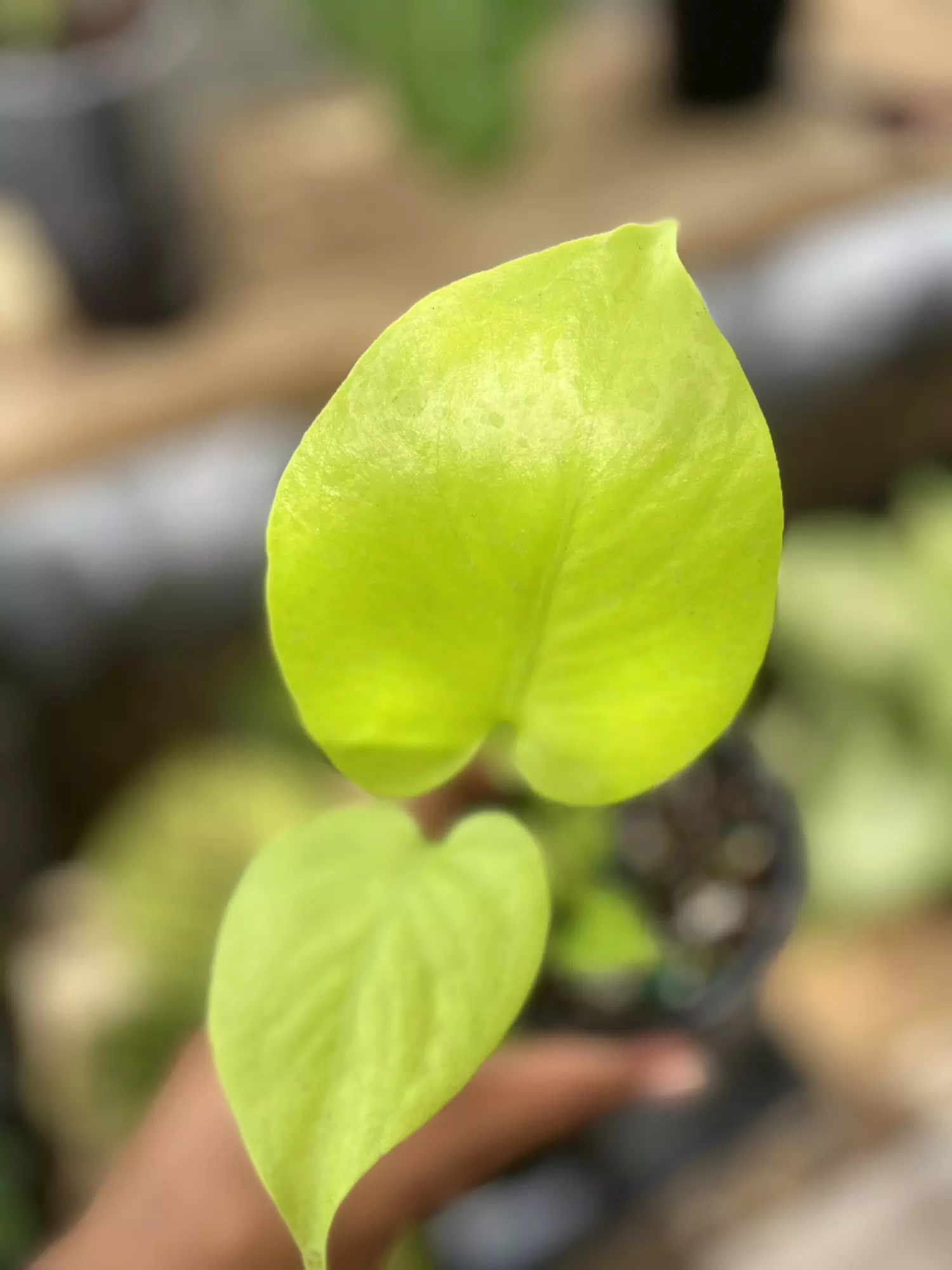 plant/Monstera Lemon Lime-0