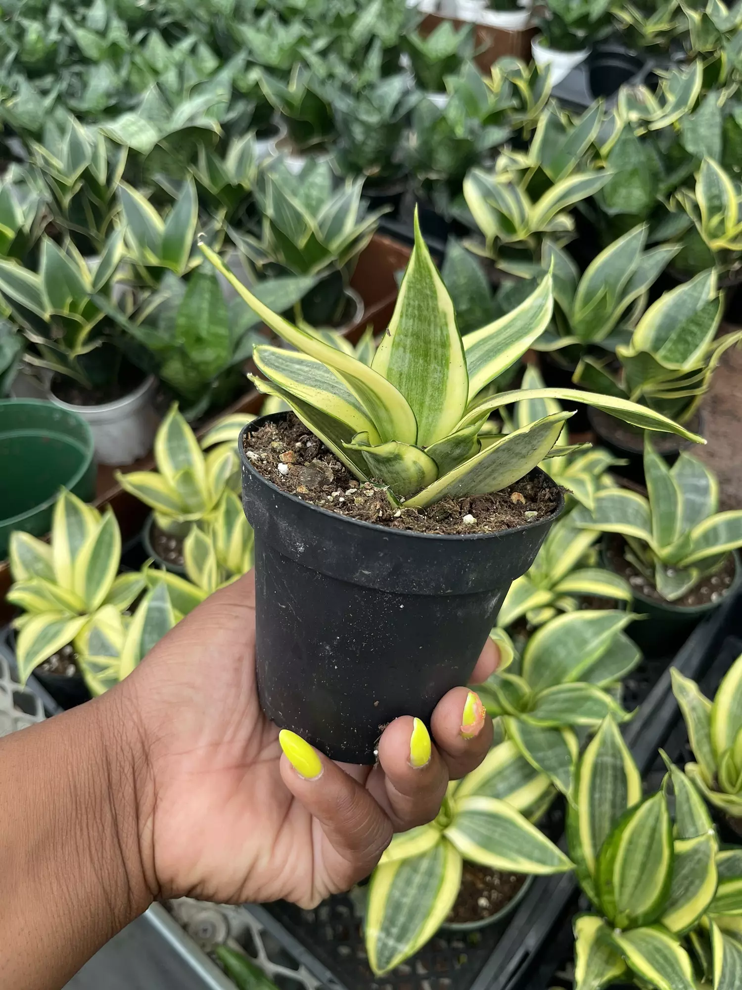 plant/Sanseviera Hahnii-2