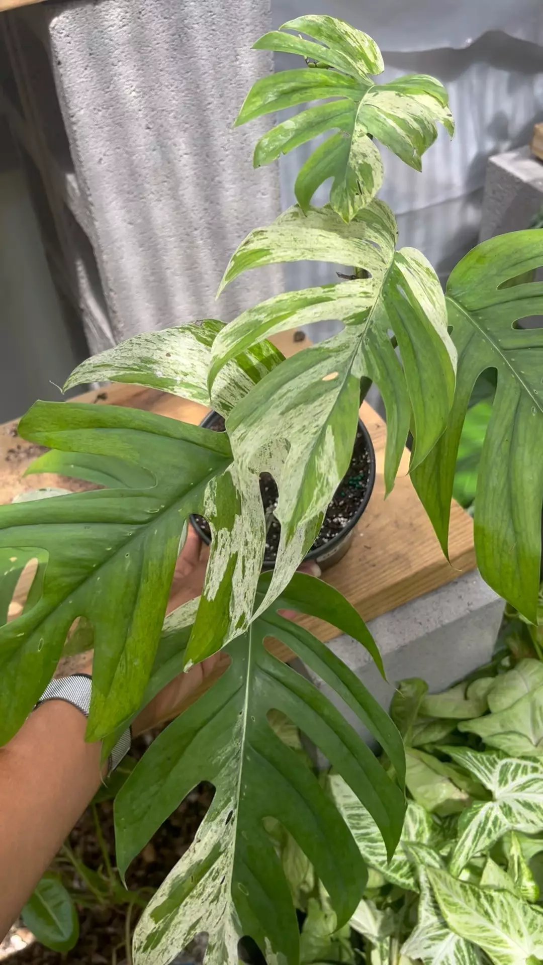 plant/Epipremnum Marble Mature-1