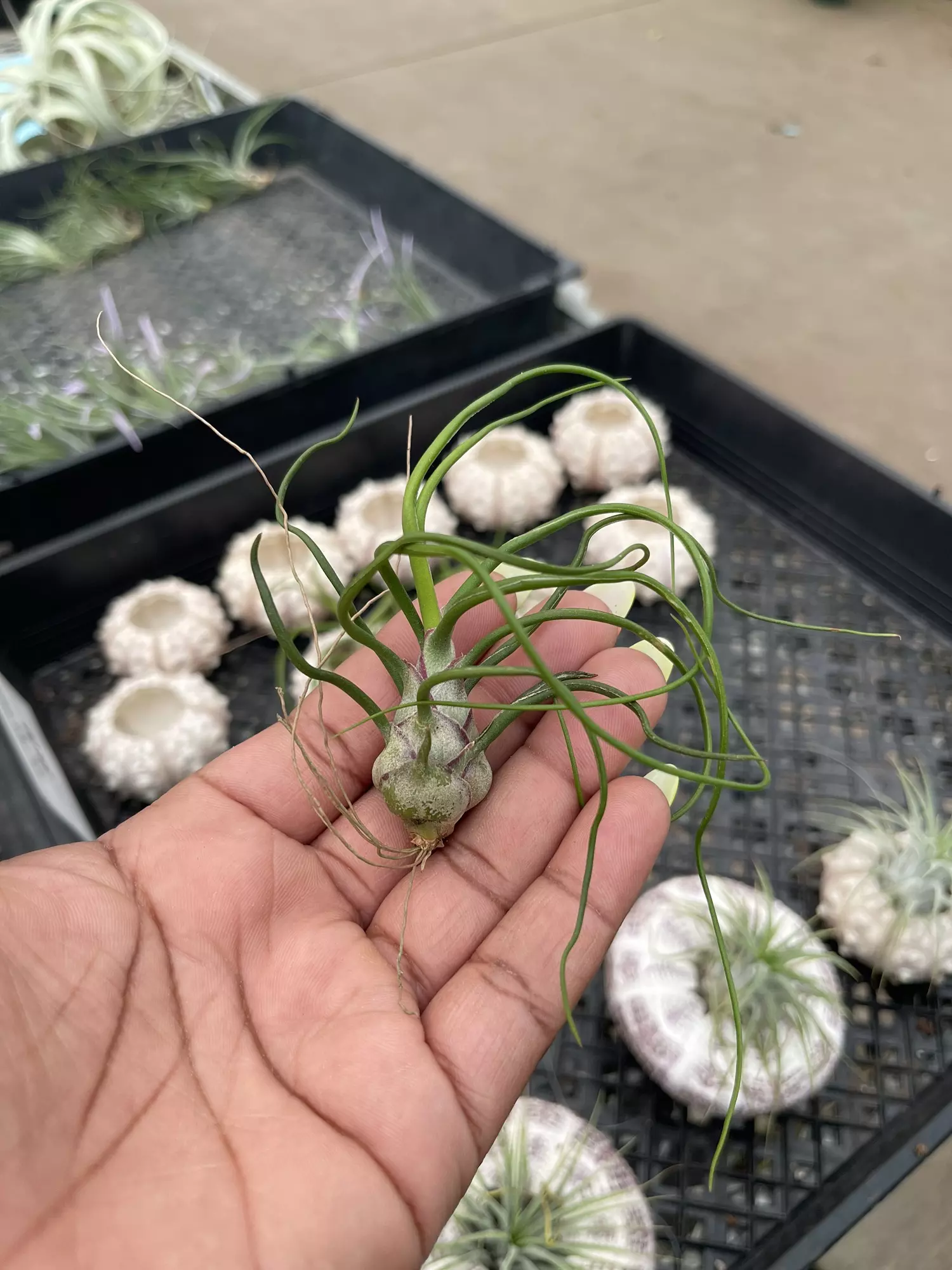 plant/Tillandsia Bulbosa Med.-0