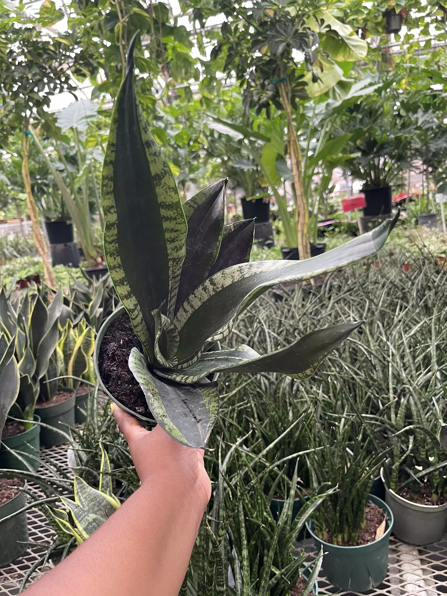 plant/Sanseviera Whitney-1