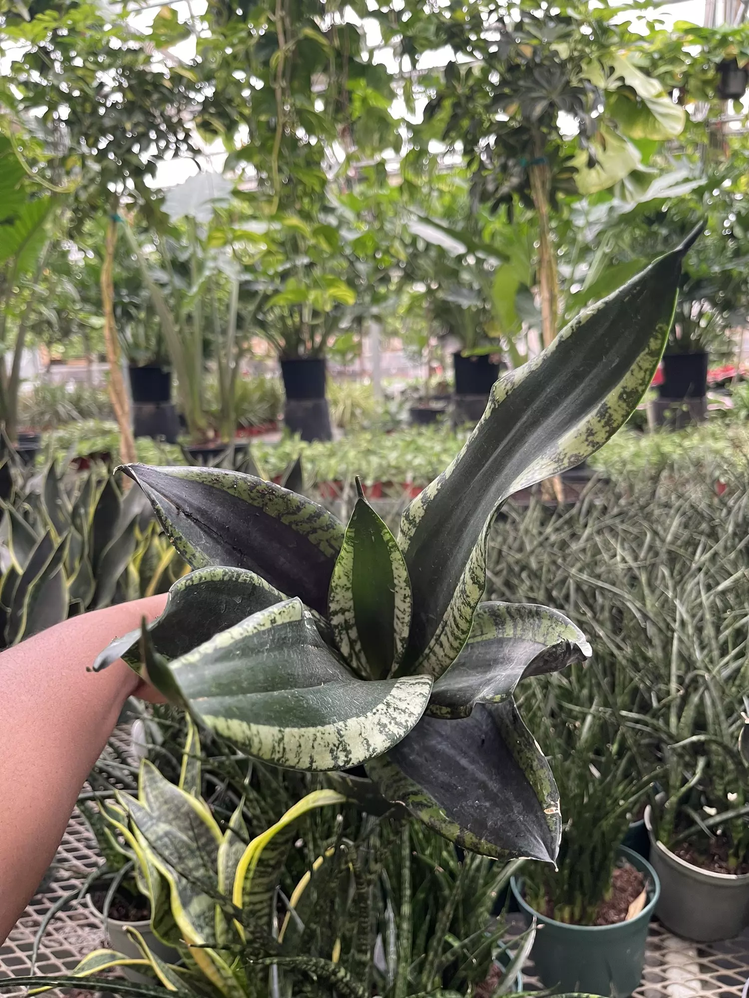 plant/Sanseviera Whitney-0