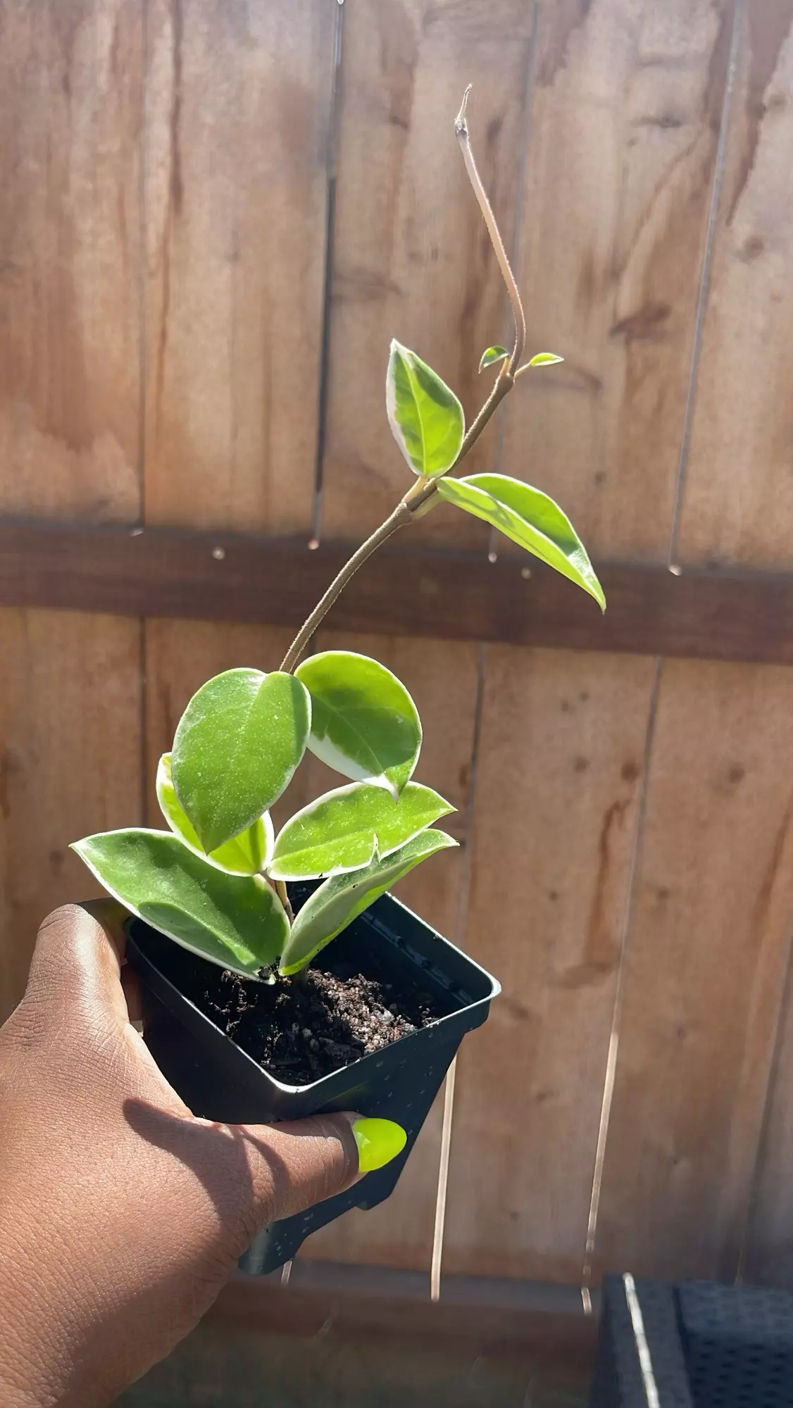 plant/Hoya Krimson Queen 4-0