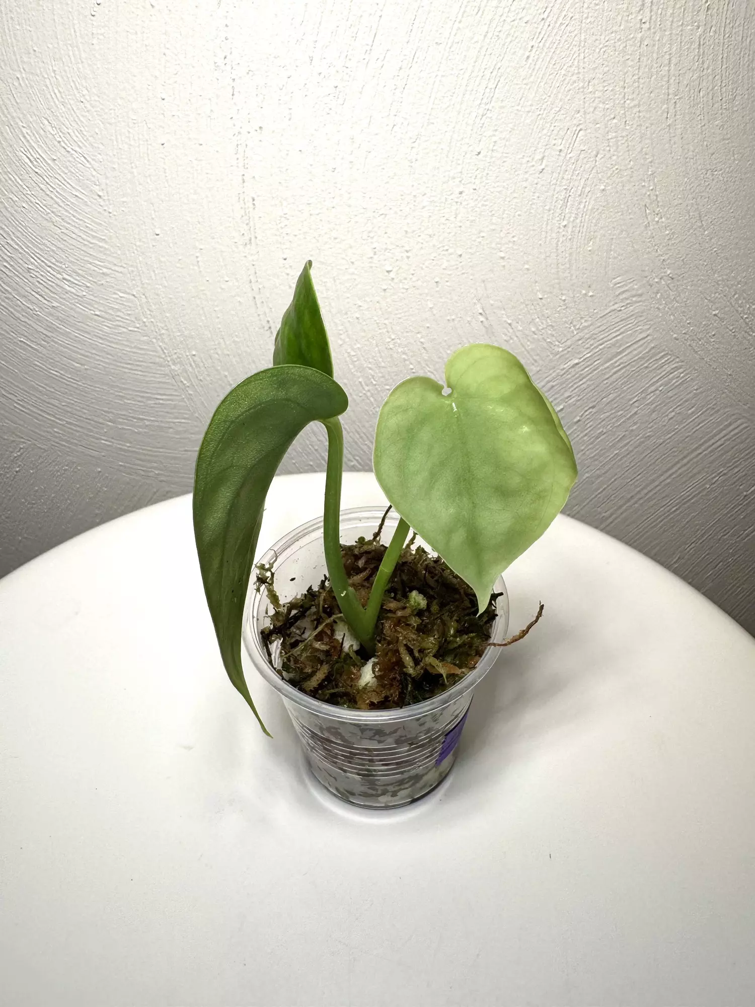 plant/LUC-01 scindapsus Lucens-0