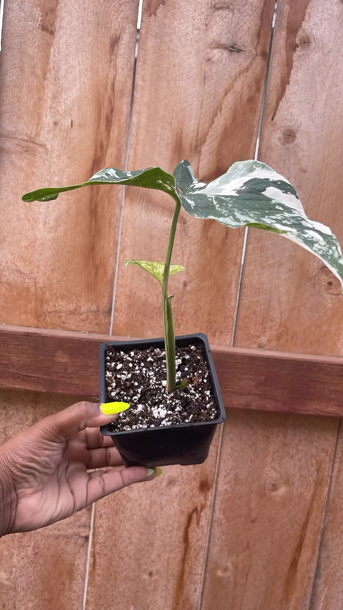 plant/Syngoinium Albo-1