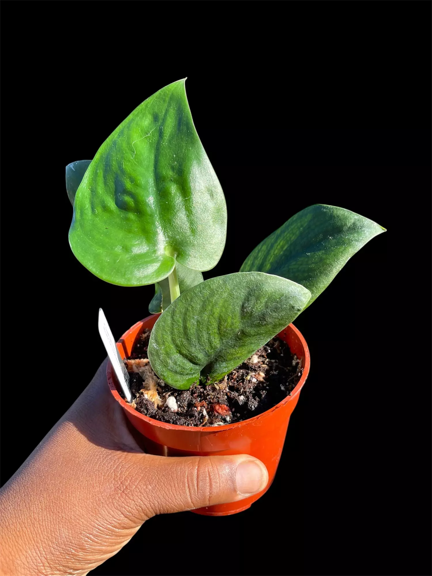 plant/Scindapsus Satin Jade 4”-1