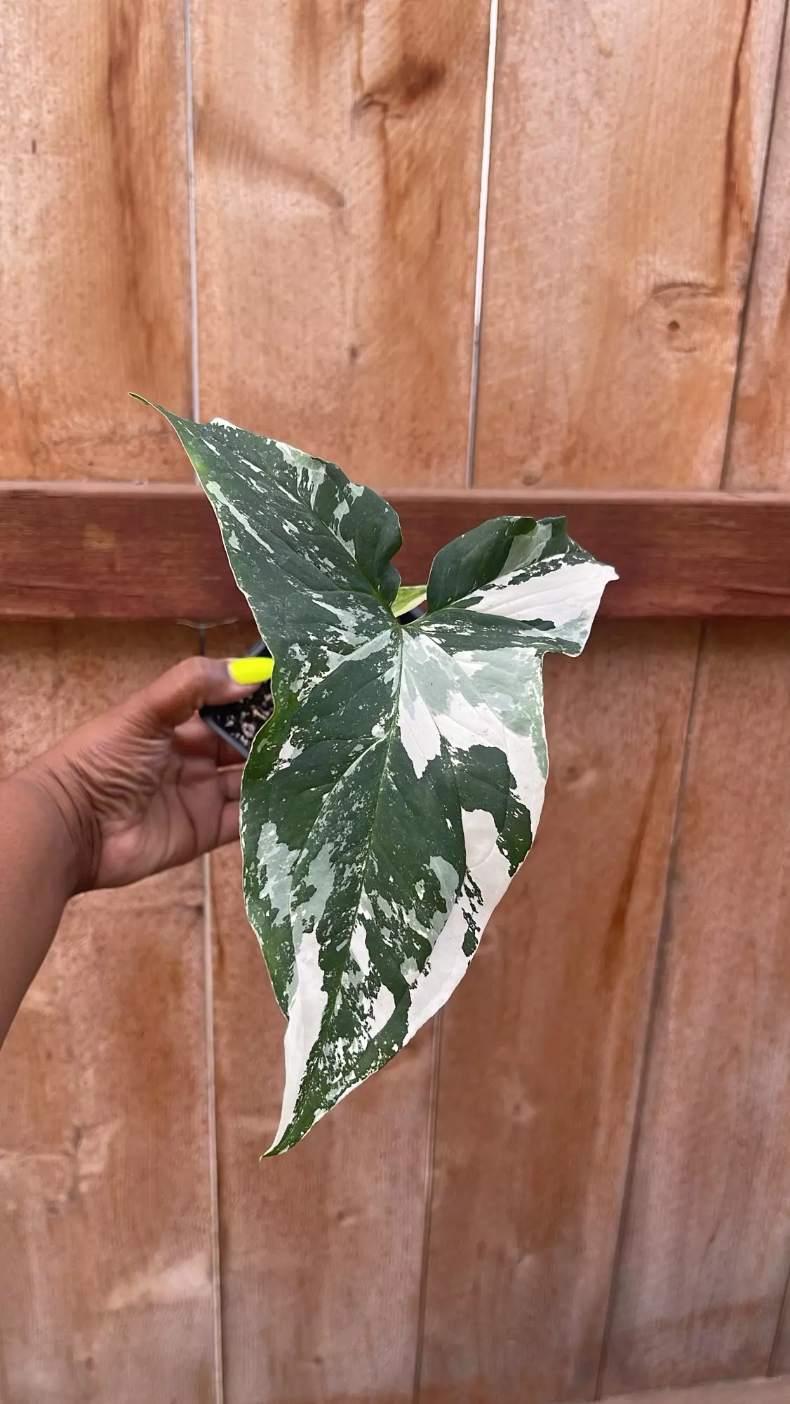 plant/Syngoinium Albo-0