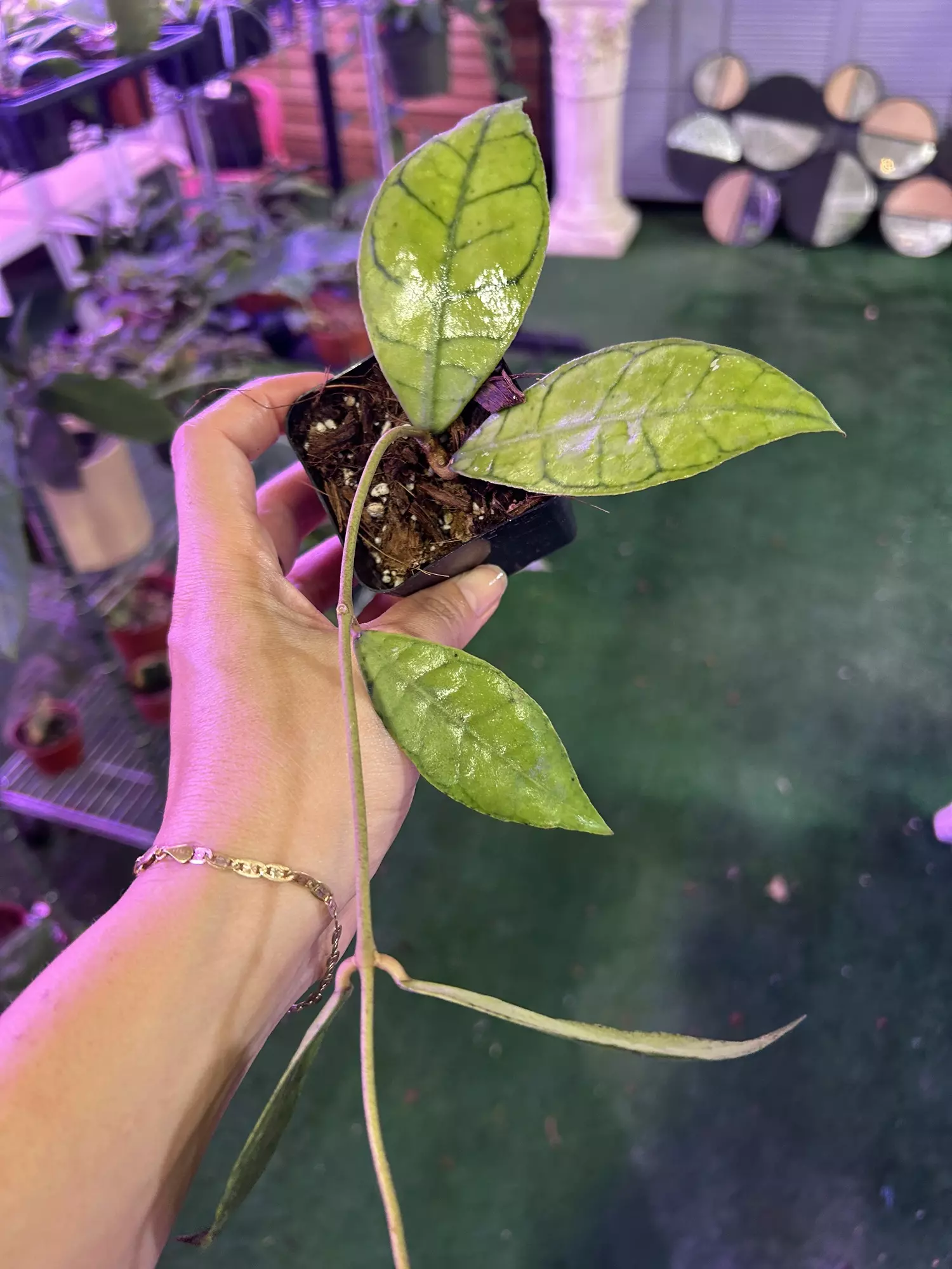 plant/Hoya callistophylla 3”-0