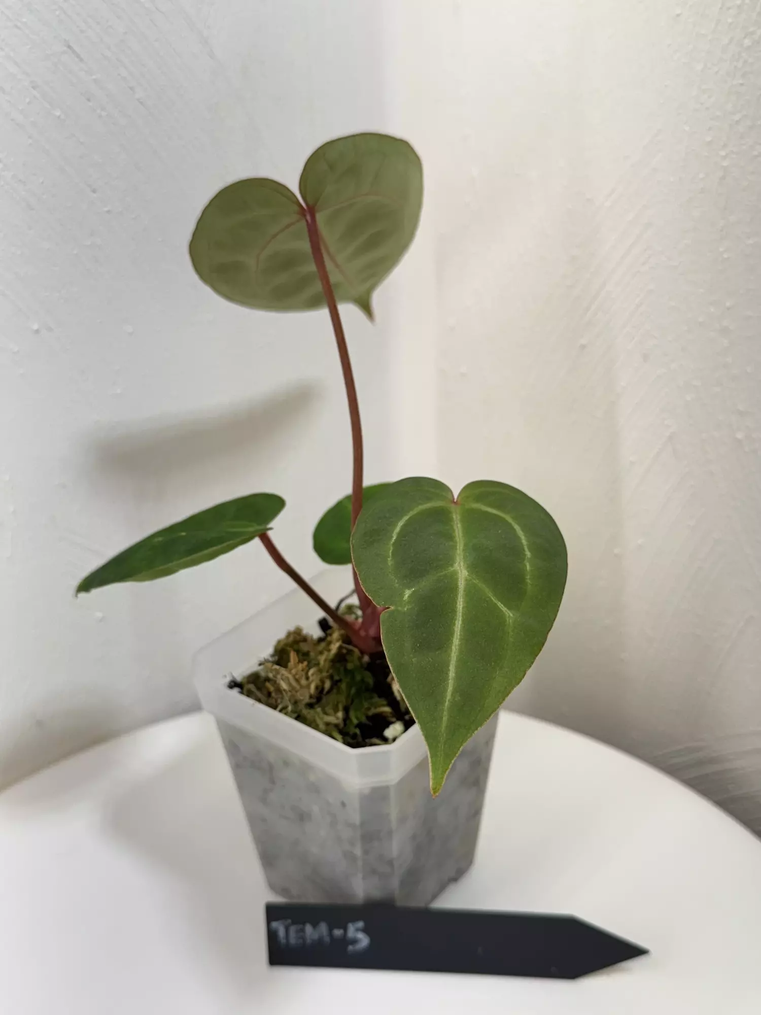 plant/TEM-5 BB Hybrid “Tehlu” x Doc Block “Michelle”-1