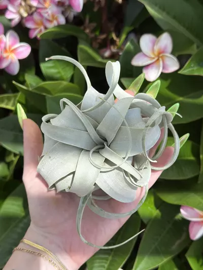 plant/pixie xereographica-1-thumbnail