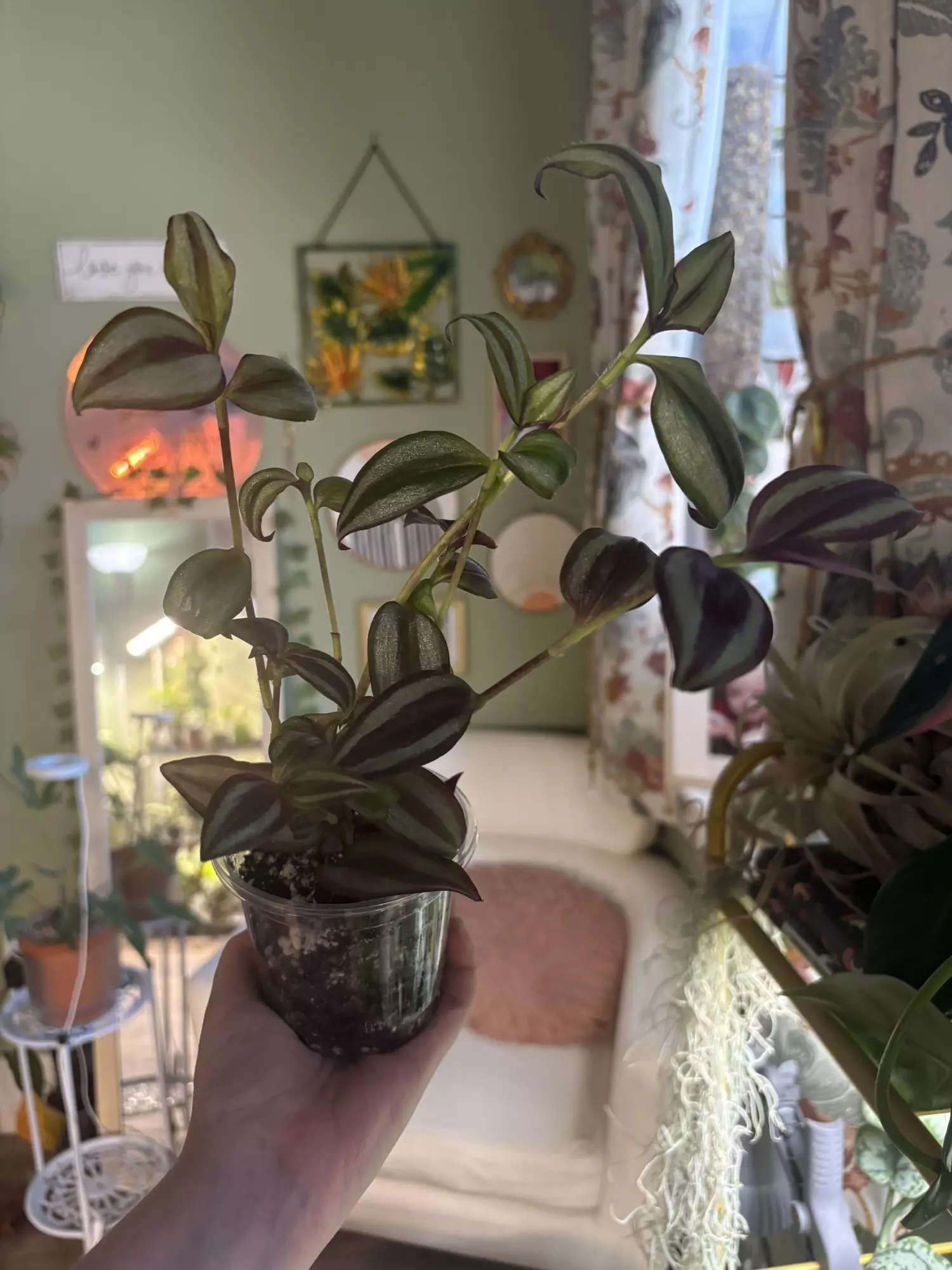 plant/Tradescantia-0