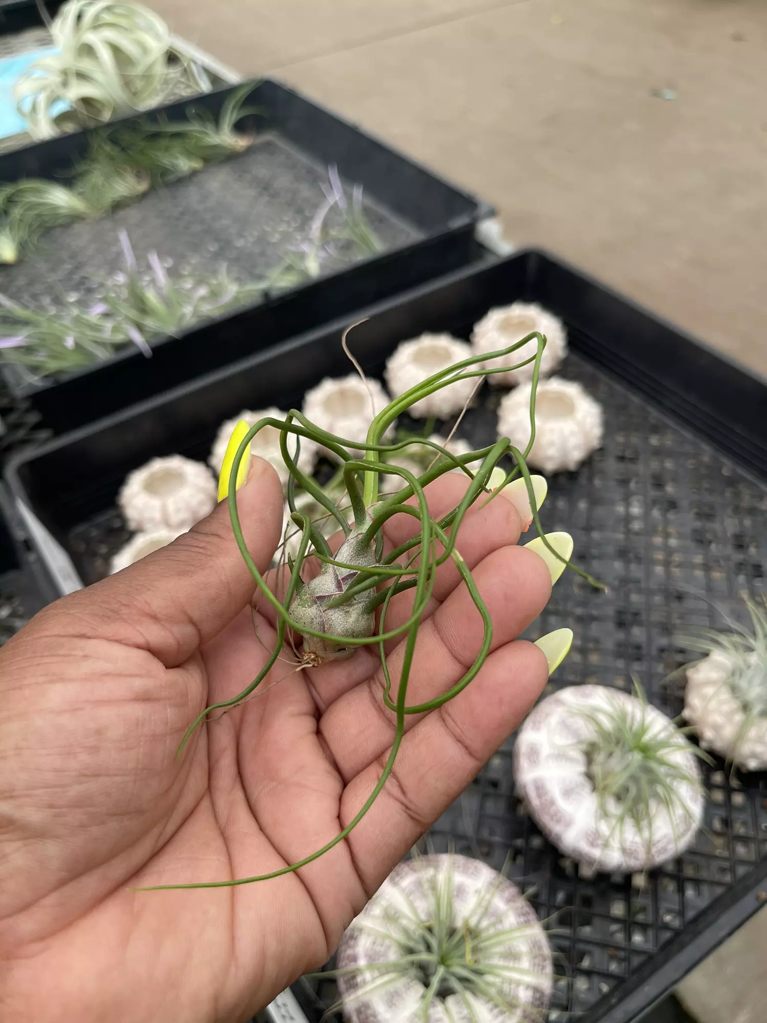 plant/Tillandsia Bulbosa Med.-1