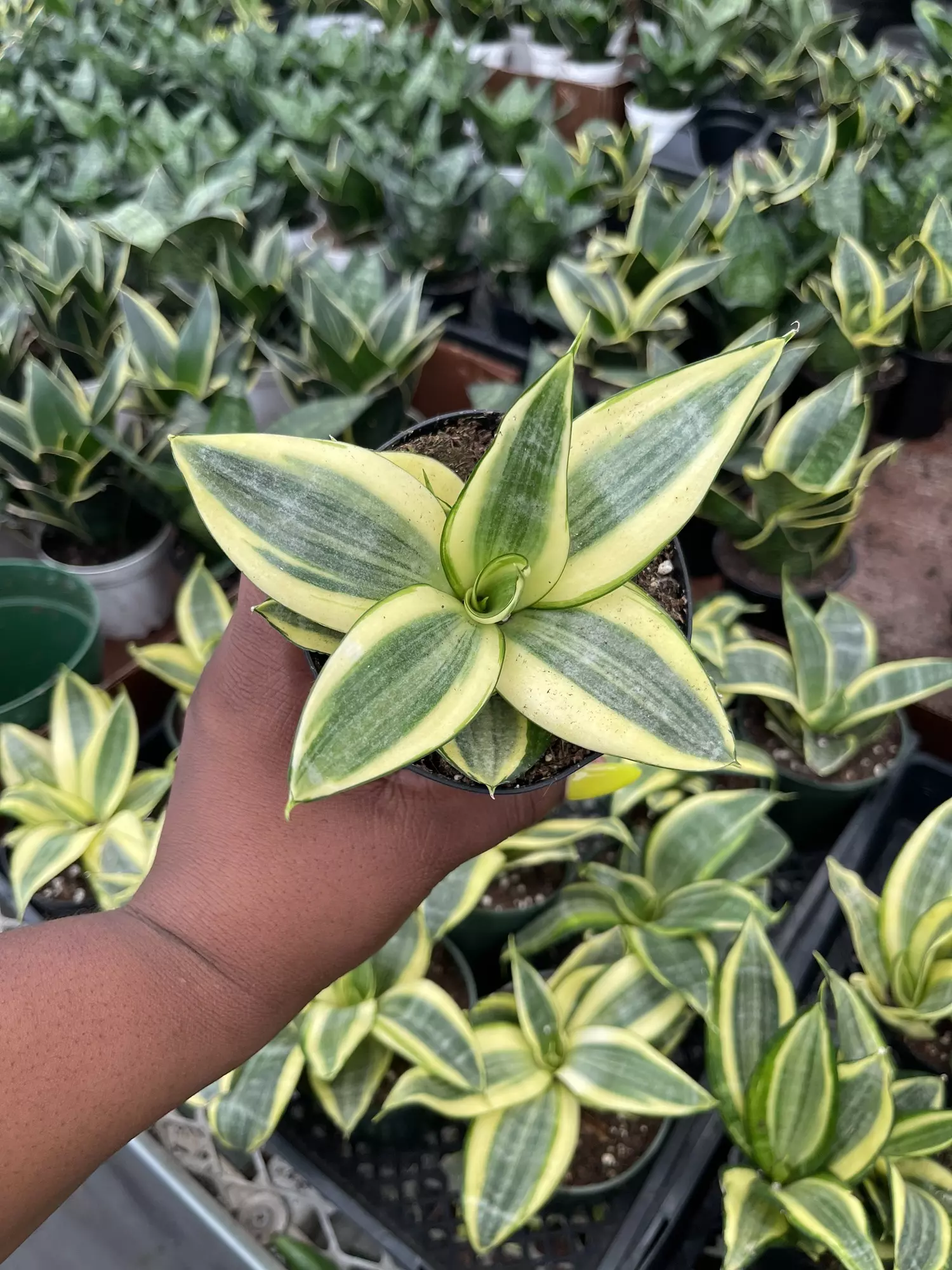plant/Sanseviera Hahnii-1