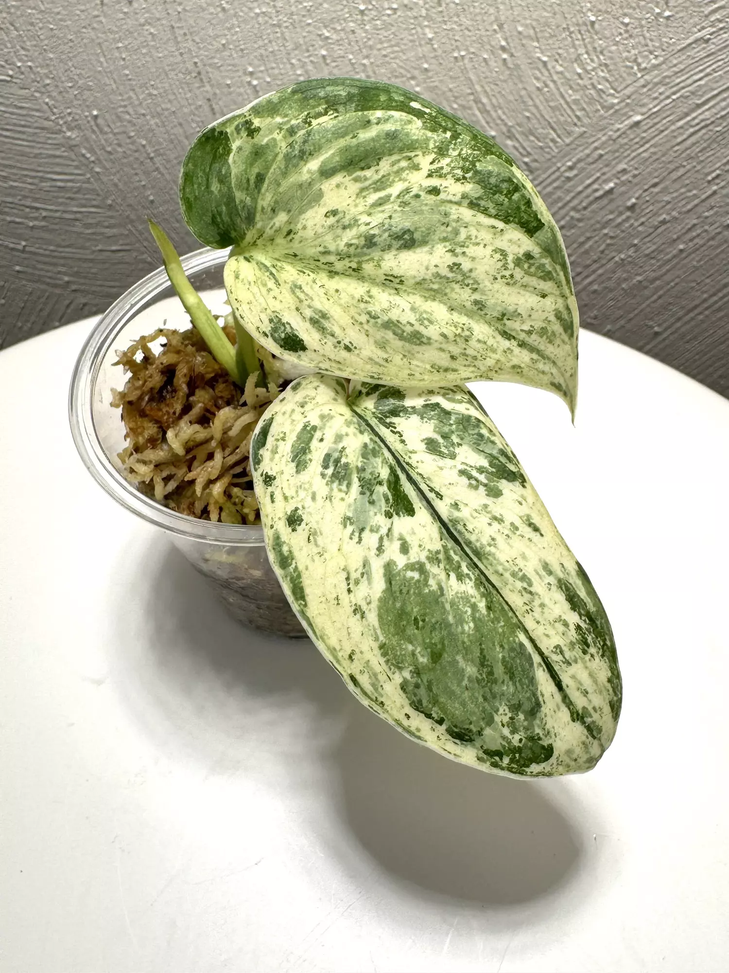 plant/HAL-01 Scindapsus halimoon-0