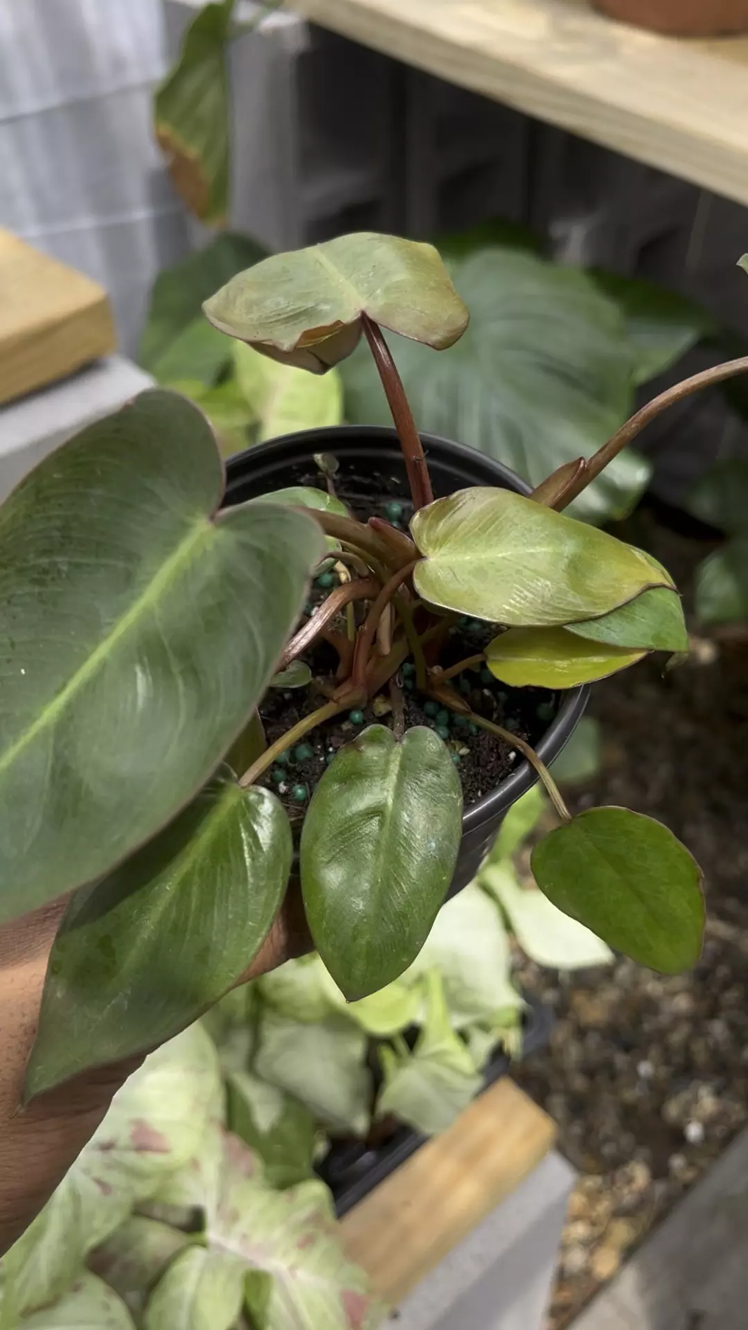 plant/Philodendron Pink Princess x Billitae-0