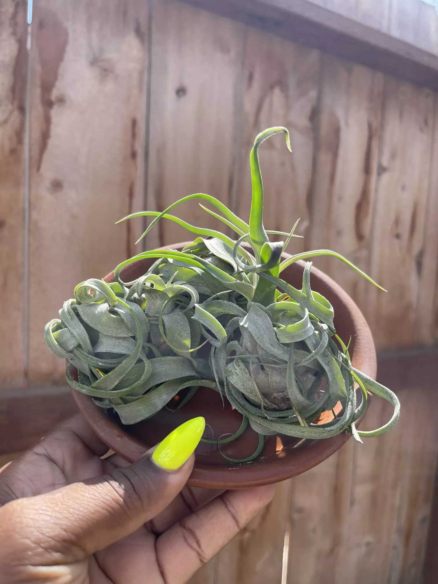plant/Tillandsia Streptophylla Air Plant Med.-0